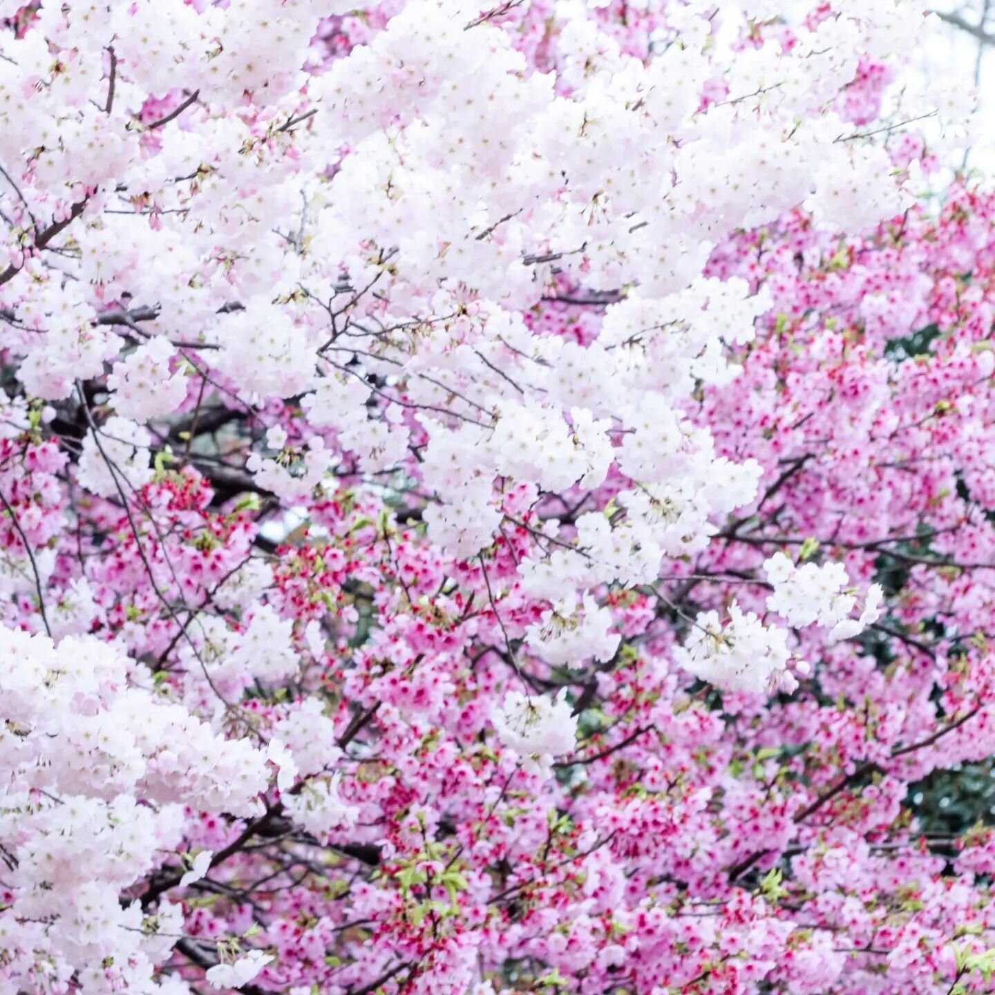 Spring is nature's way of reminding us that new beginnings are always possible 🌸🌼🔒

#sakura #shinjukugyoennationalgarden #tokyo #cherryblossom #bloomingflowers