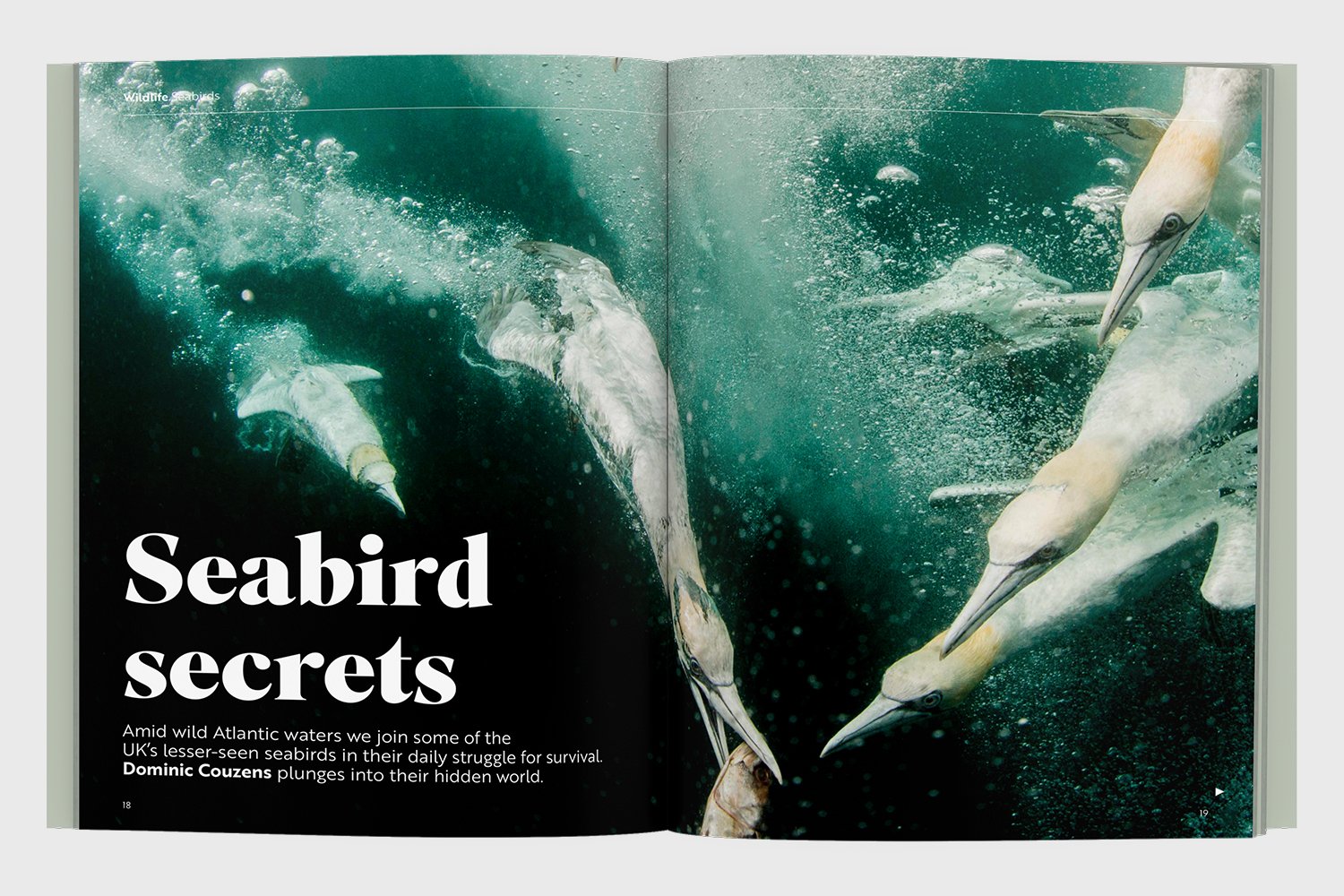 RSPB_Portfolio3.jpg