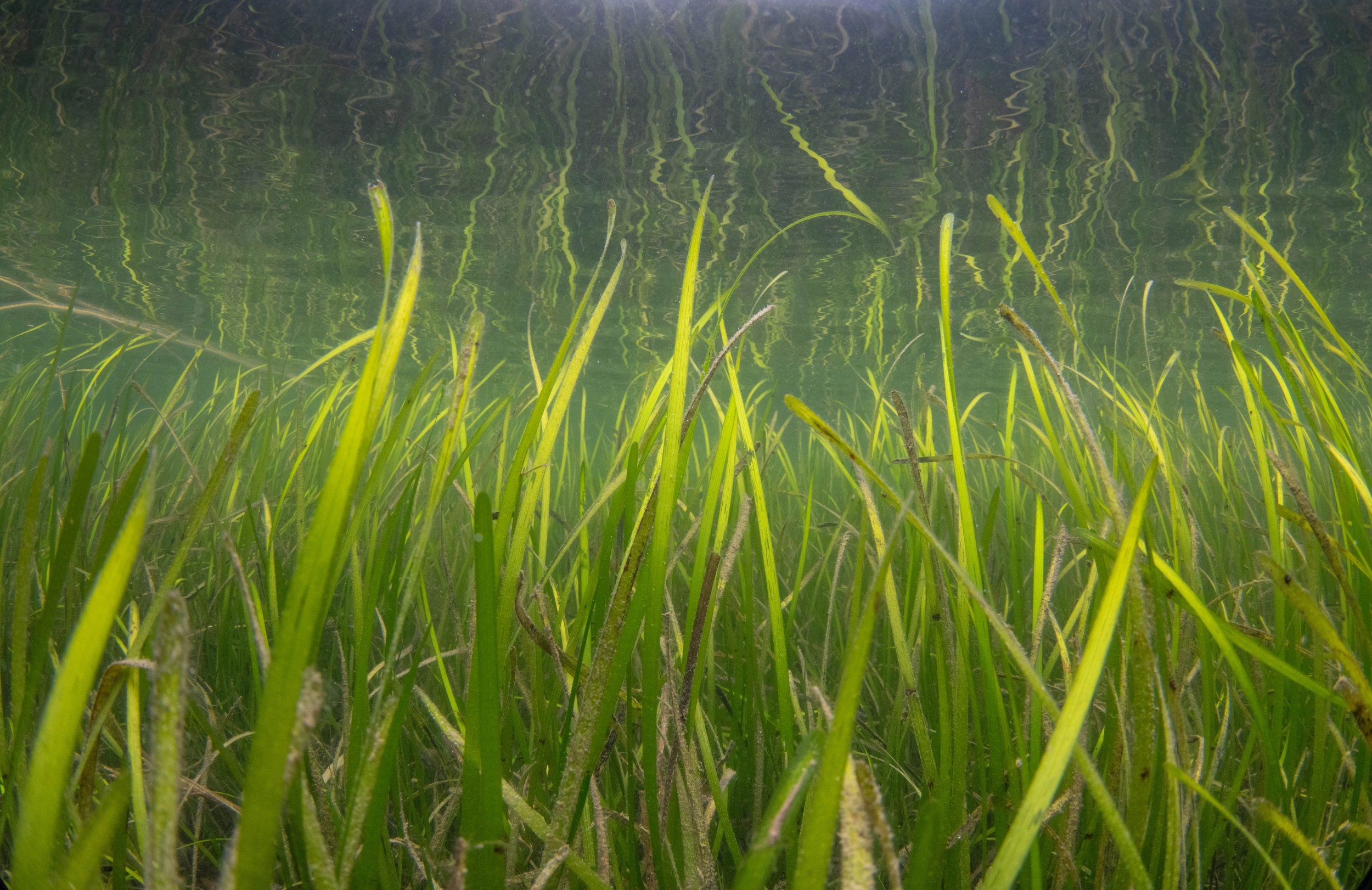  A seagrass meadow in Orkney. Photo by Raymond Besant. 