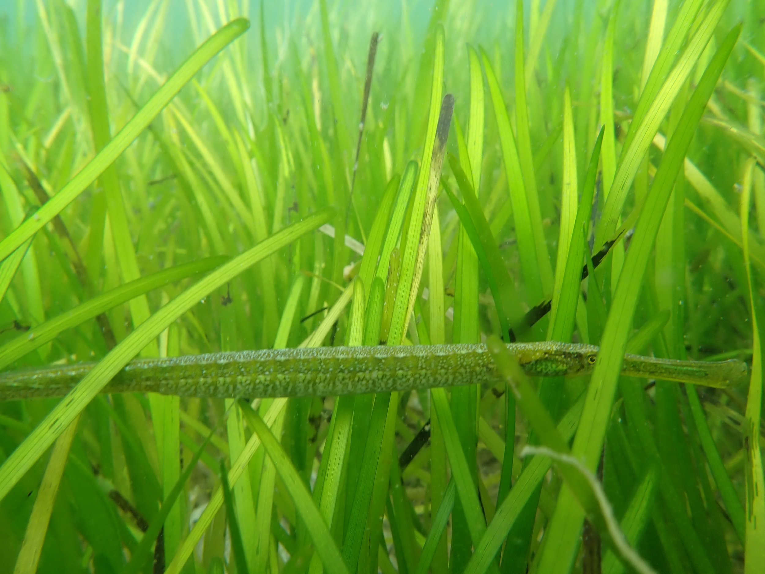  Pipe fish swimming in a seagrass meadow. Photo by Lyle Boyle.  