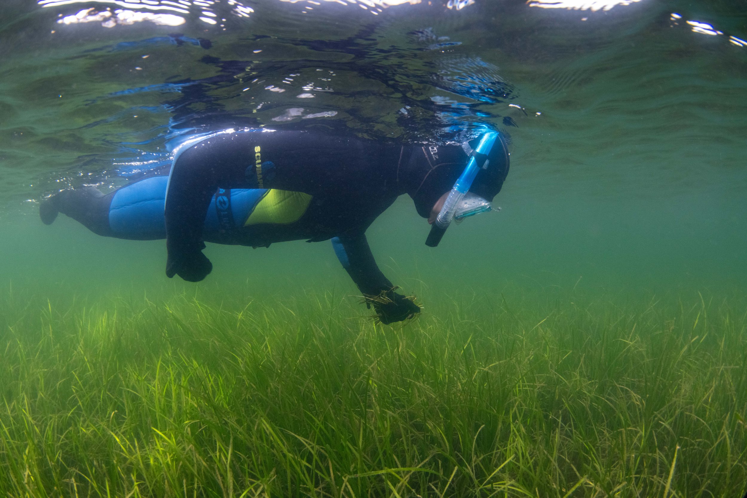 Eleri snorkelling above the seagrass meadow in Orkney to collect reproductive seagrass shoots. Photo by Raymond Besant. 