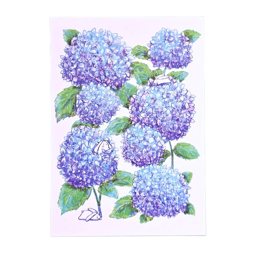 Hydrangeas Postcard