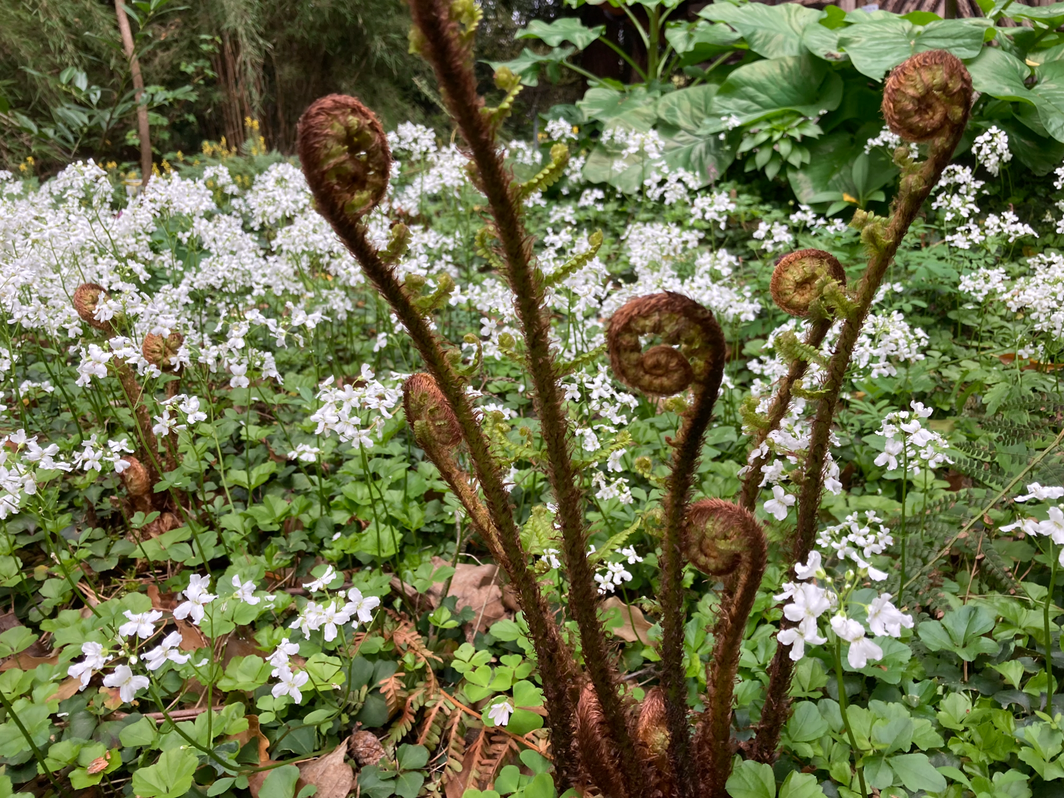 Farn vor grünen Blättern und weißen Blumen