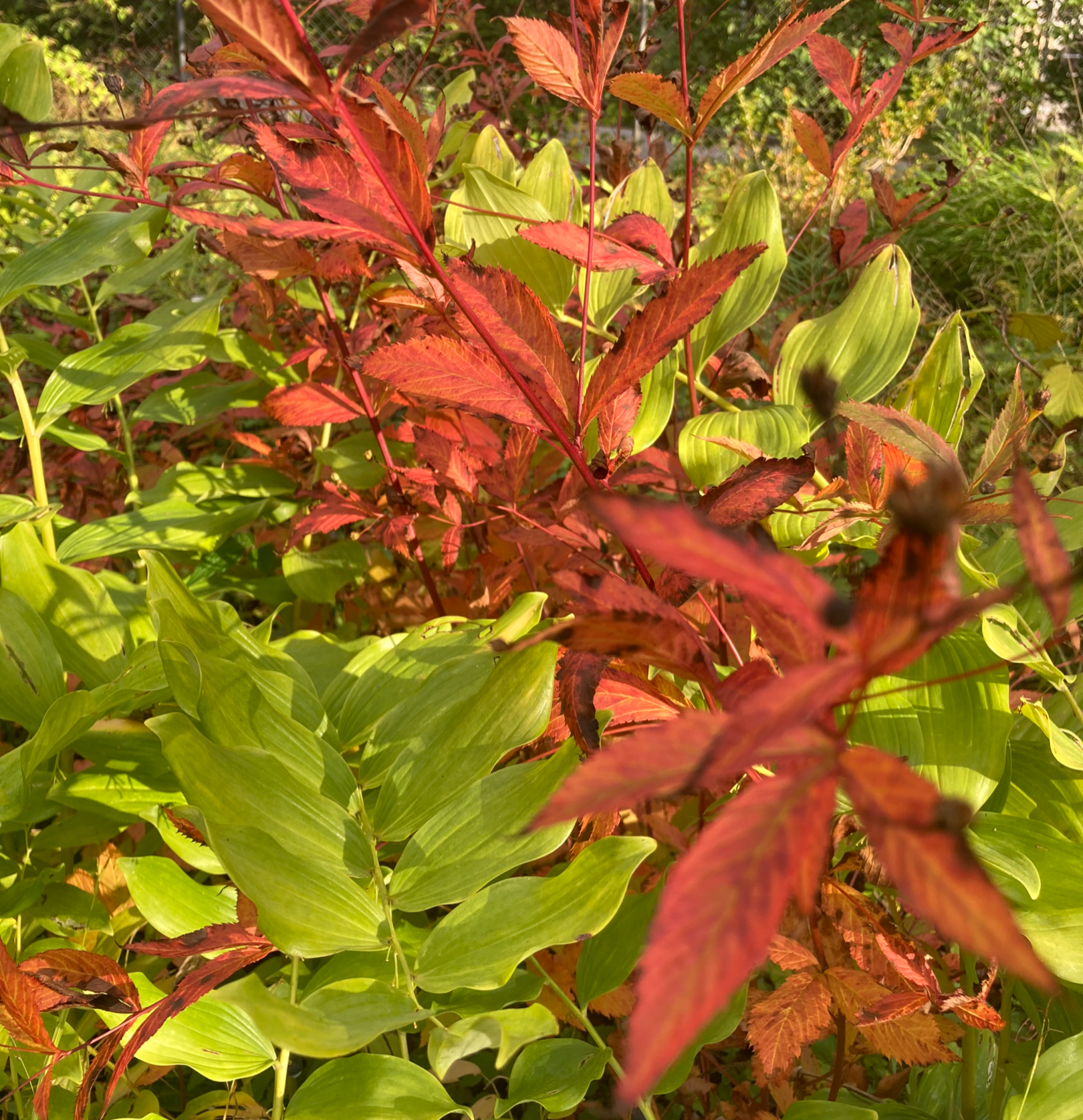 Herbstfärbung. Bunt gemischte Blätter, rot und grün, in einem Garten