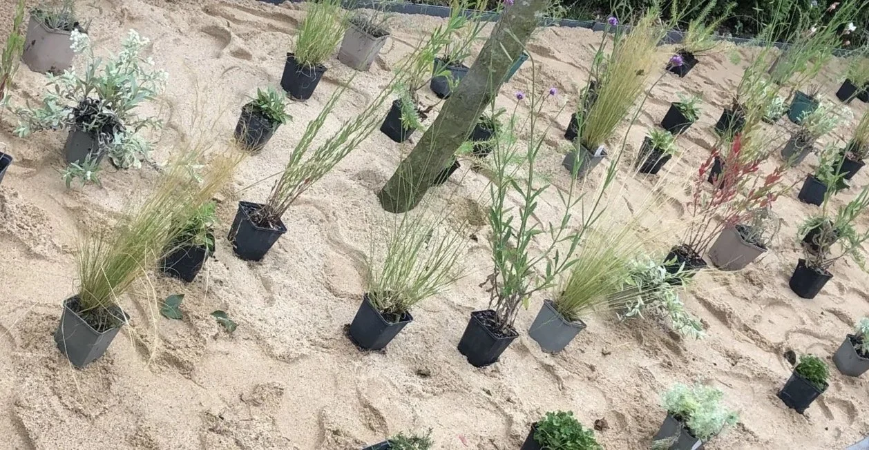 Pflanzen in kleinen Töpfen im Sandbeet/Sandarium in einem Garten