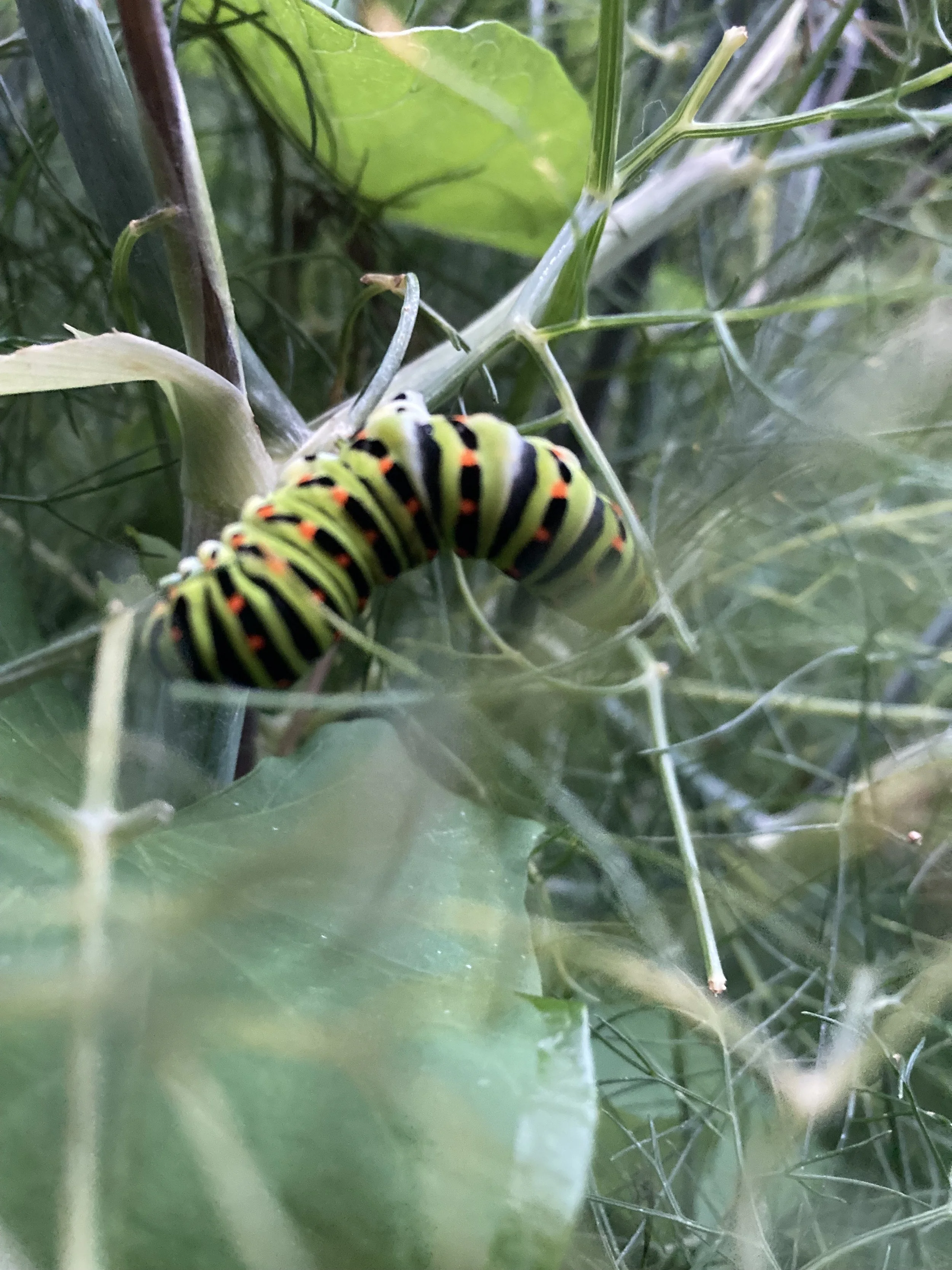 Eine große grüne Raupe mit schwarzen Streifen und orange Punkten, die auf Pflanzen und Blättern sitzt.