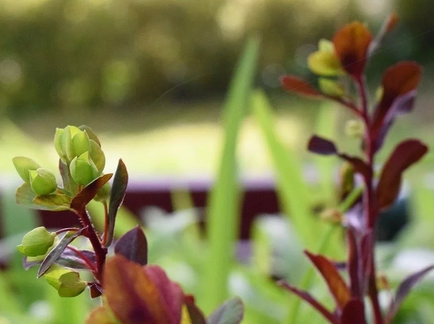 Nahaufnahme von kleinen grünen Pflanzenknospen mit roten und grünen Blättern im Vordergrund, unscharfer grüner Garten im Hintergrund.