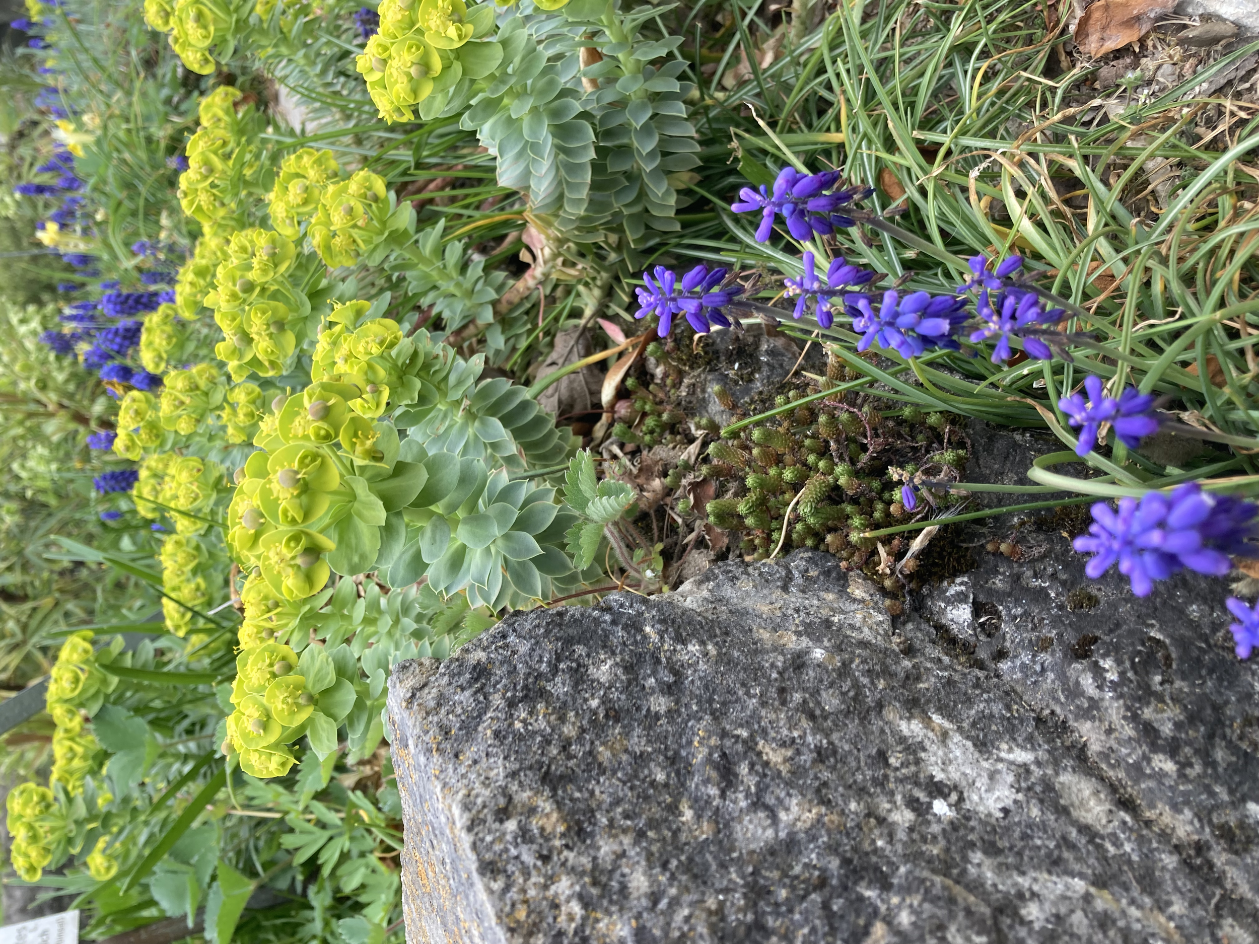 Bunte Blumen im Garten mit gelben, grünen und lila Blüten, umgeben von Steinen und Gräsern.