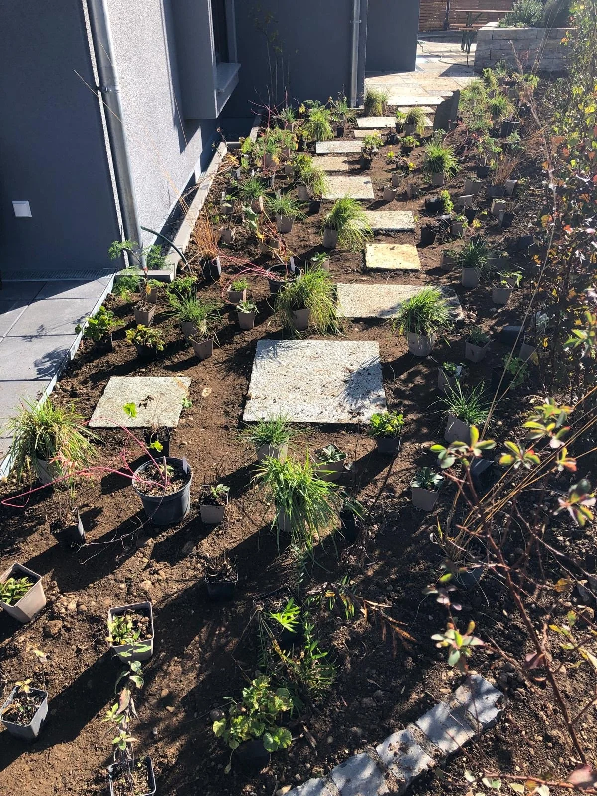 Garten mit Steinweg und bepflanztem Bereich (Staudenbeet nach der Pflanzung) neben einem Haus.