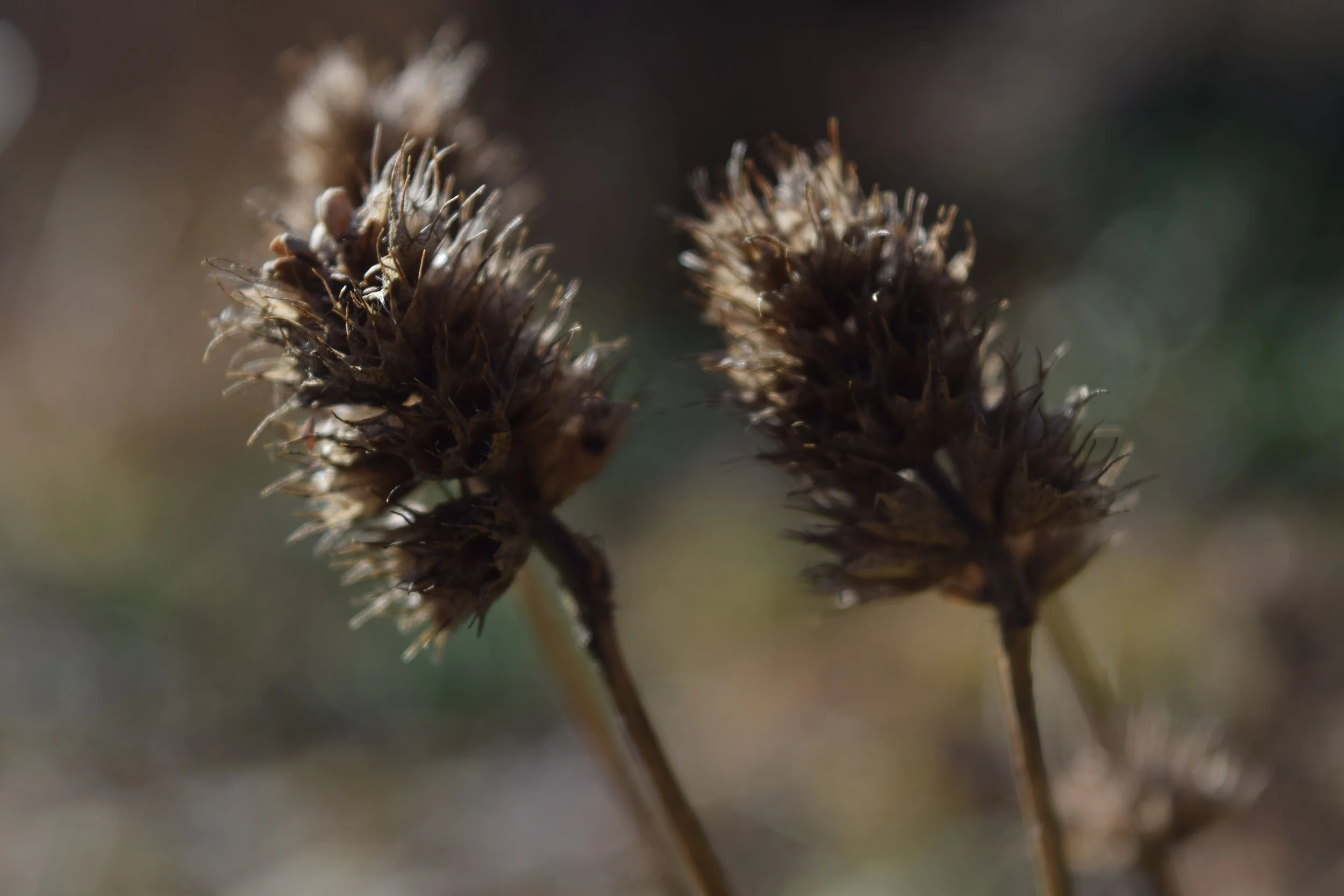 Getrocknete braune Samenstände mit spitzen Enden vor einem unscharfen, natürlichen Hintergrund.