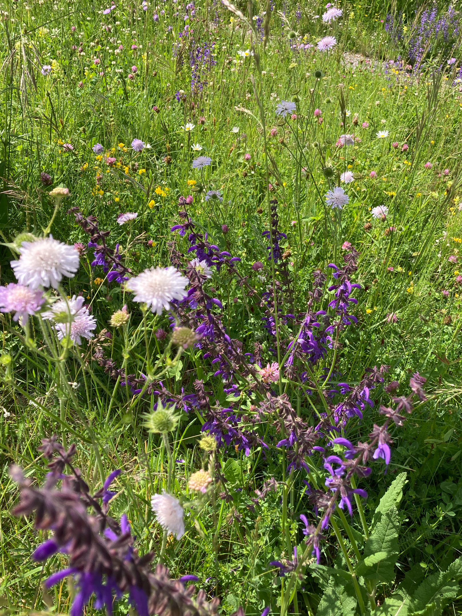Bunte Wildblumenwiese mit violetten, weißen und gelben Blumen unter Sonnenlicht.