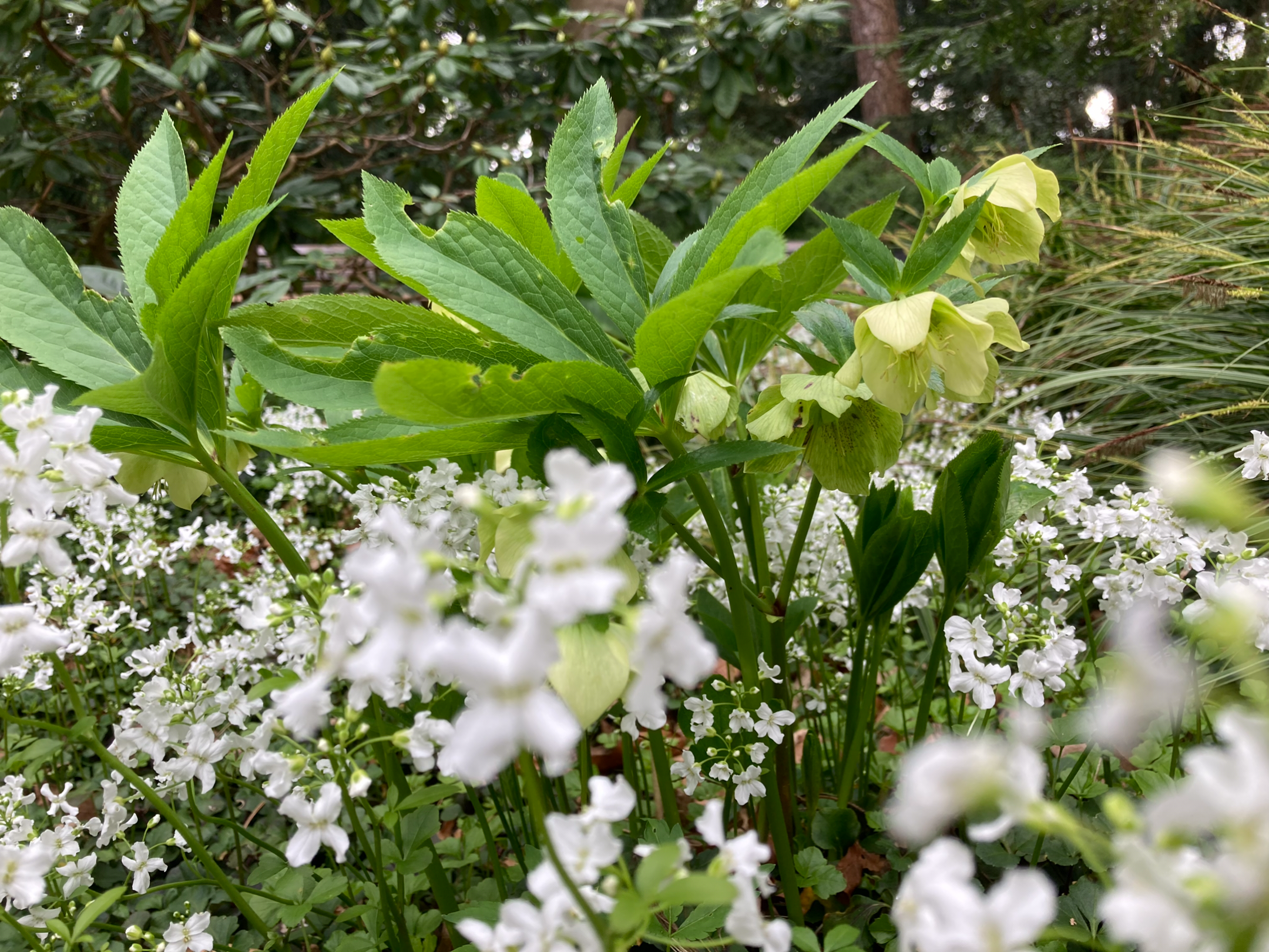 Schneerose mit Bodendecker.