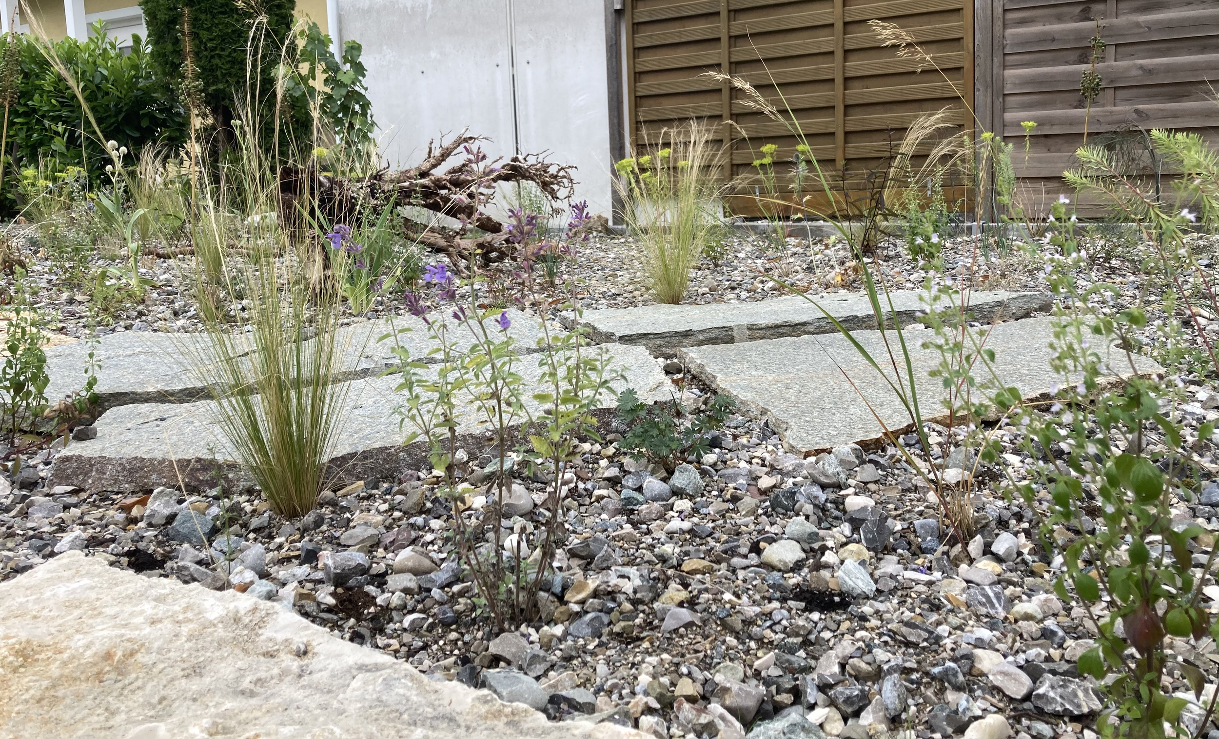 Garten mit Kieselsteinen, großen Steinen, Gräsern, artenreichen Stauden und Holzlattenzaun im Hintergrund.