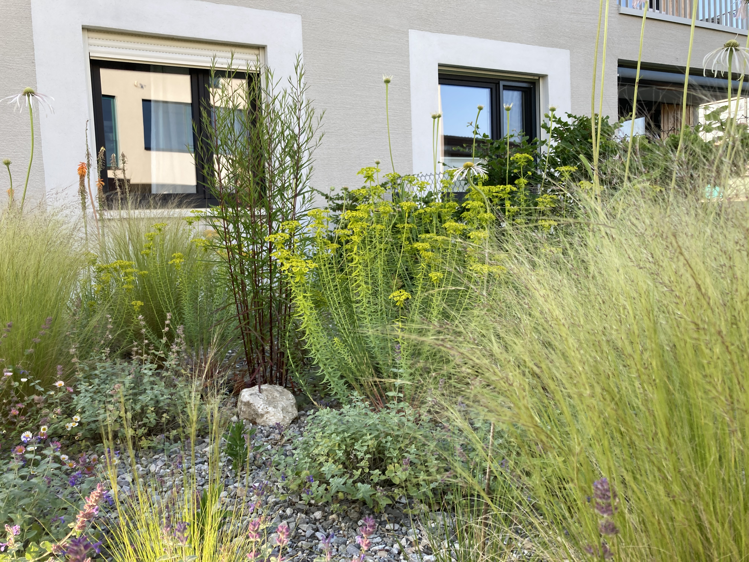Garten mit verschiedenen grünen Stauden und Ziergräsern vor einem modernen Mehrfamilienhaus.
