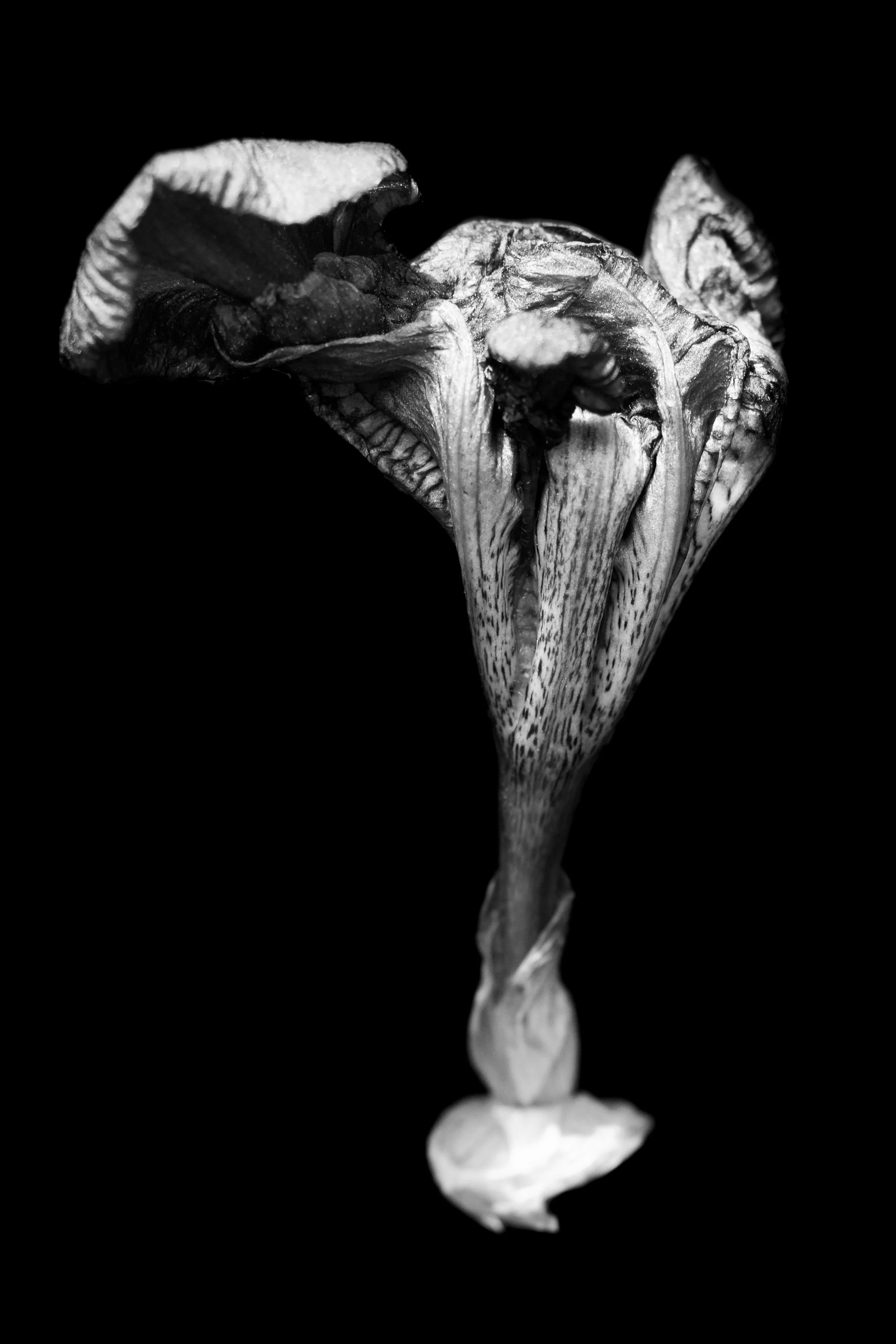 Nature Studies 15_Hernoe.jpg