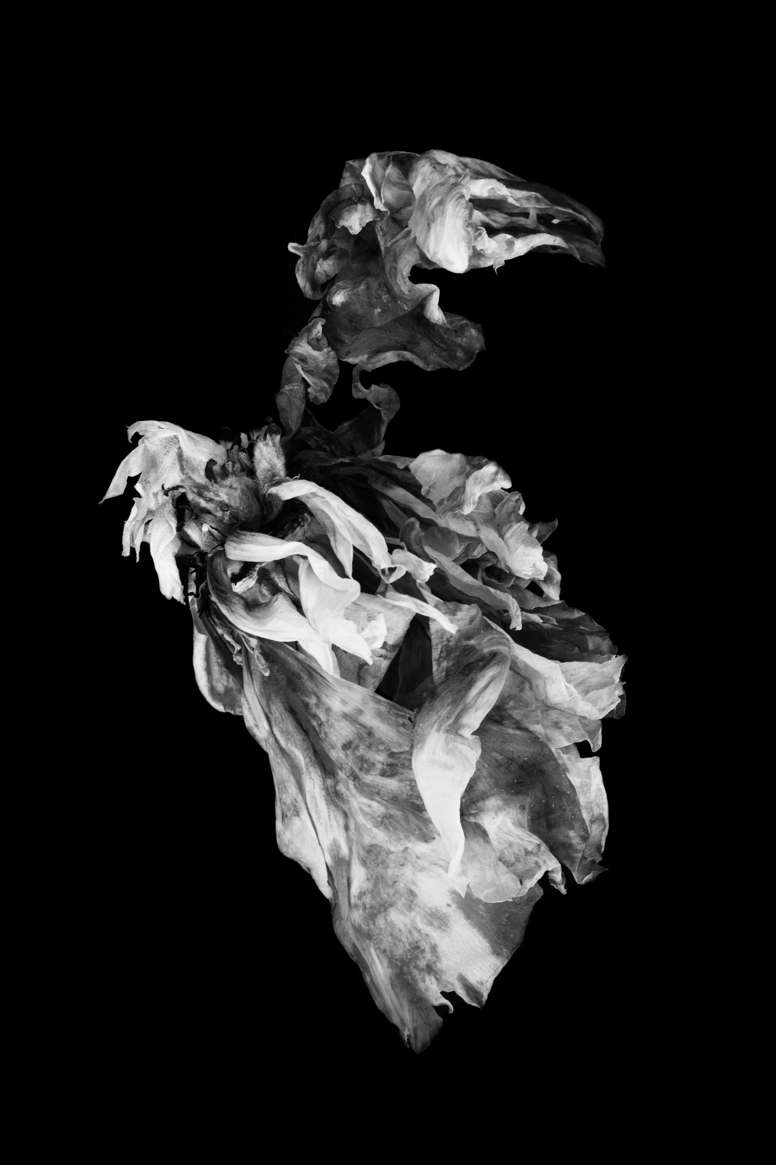 Nature Studies 21_Hernoe.jpg