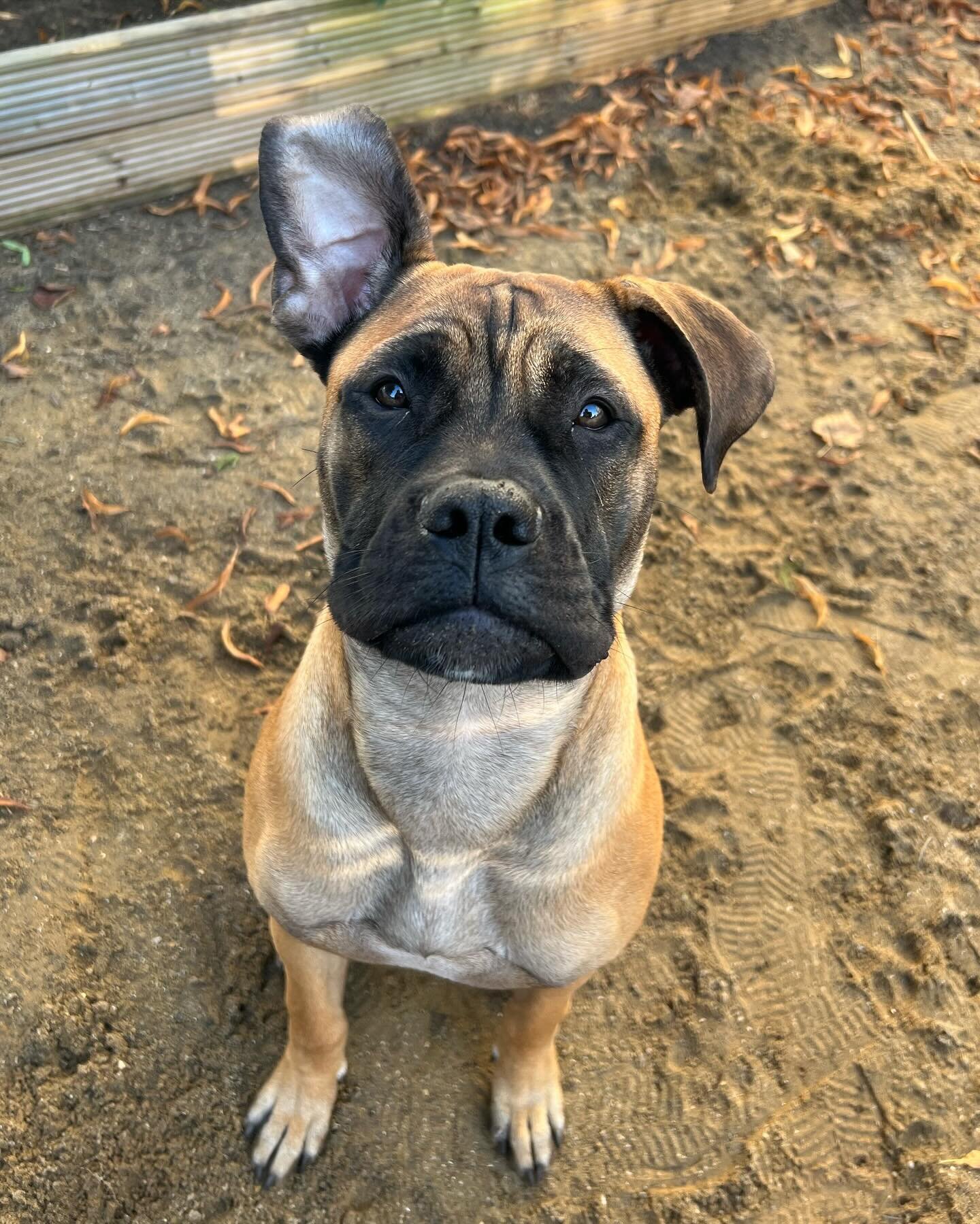 Swipe to see Lana transform from goofy Bullmastiff pup to a gorgeous grown up gal. I first had the pleasure of meeting Lana while doing an emergency house sit, safe to say I fell in love instantly 😂❤️. 

Lana has come on board to work on her leash w