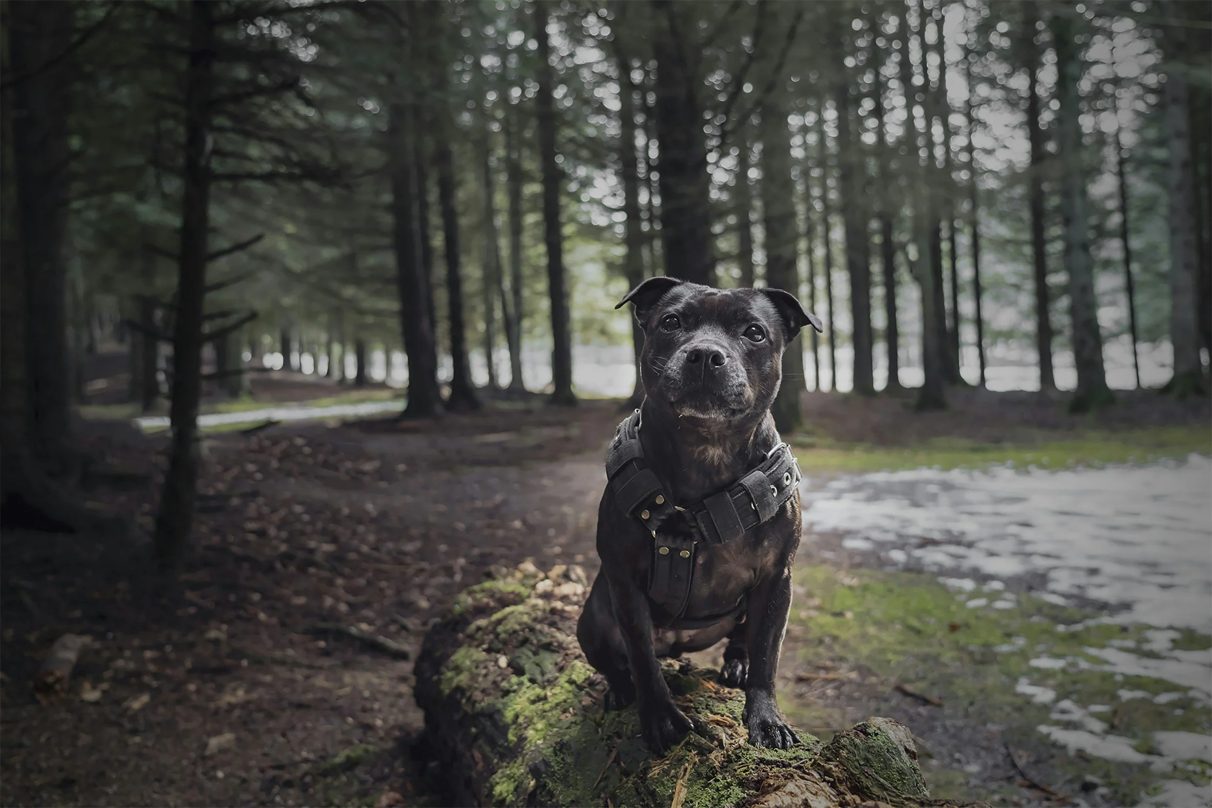 Fulfilling Your Bull Breed’s Needs Through Play.