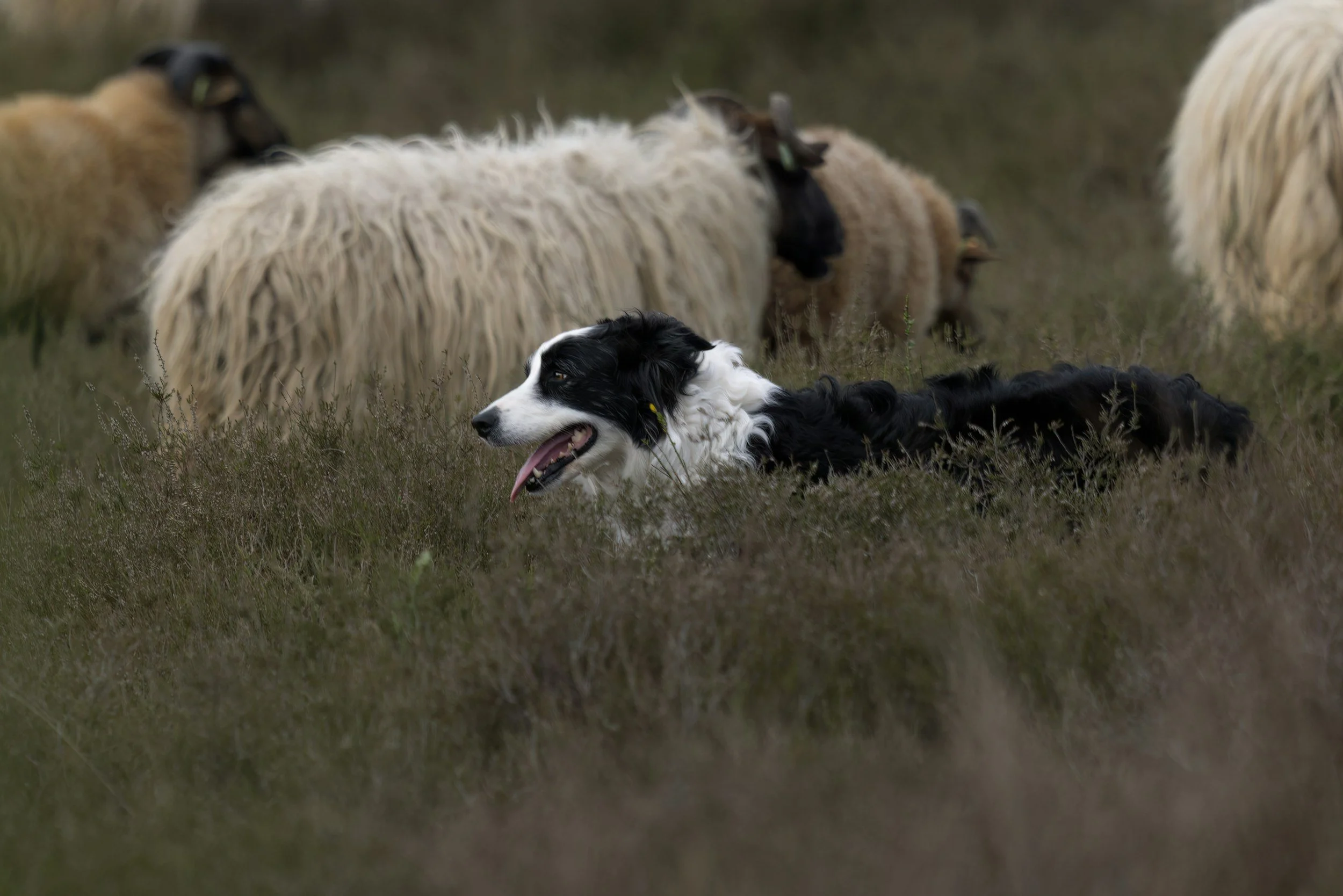 UK Livestock Worrying Law Has Changed — What Dog Owners Need to Know in 2026