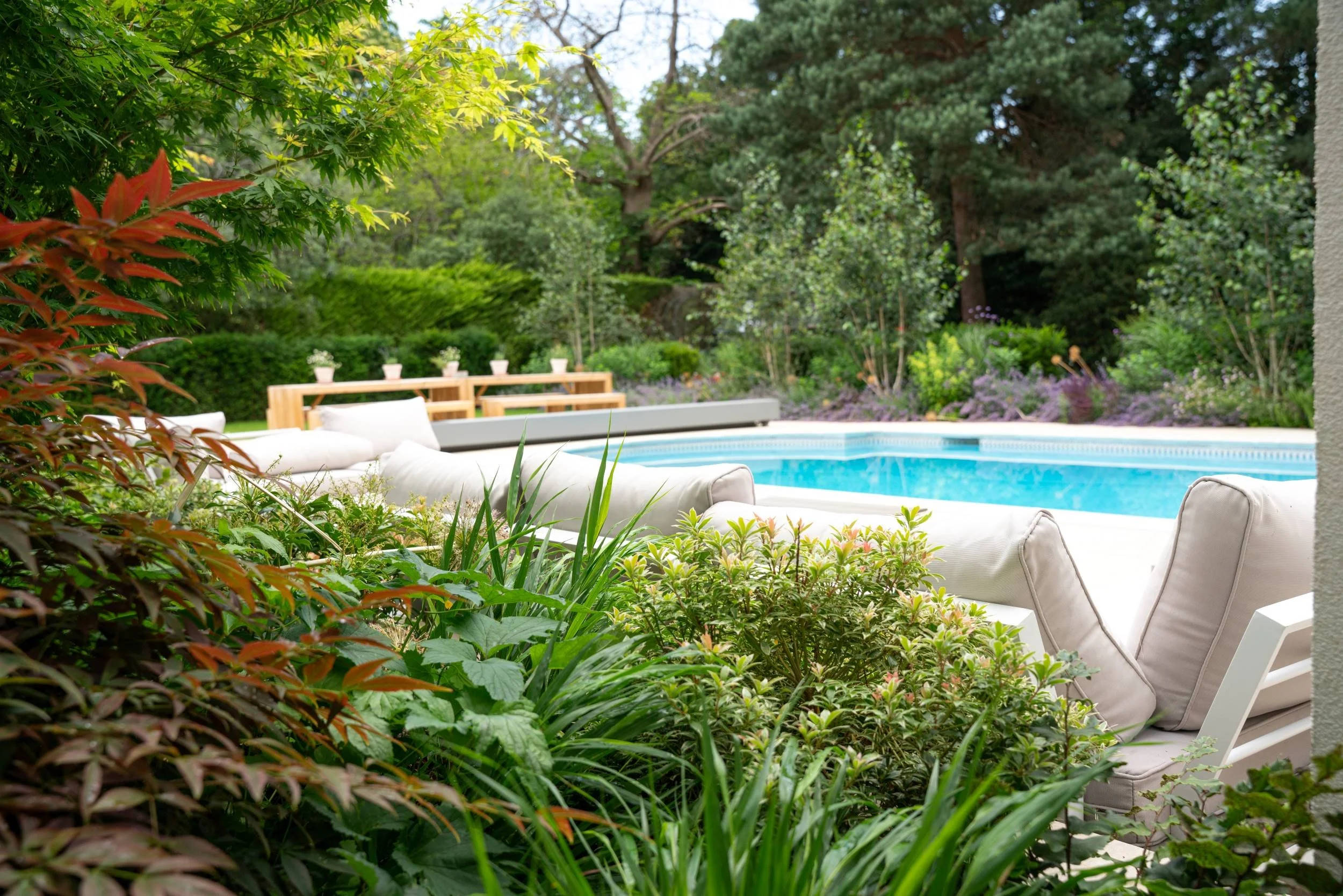 Red-leaved acer in the foreground with the pool and seating beyond, Weybridge family garden