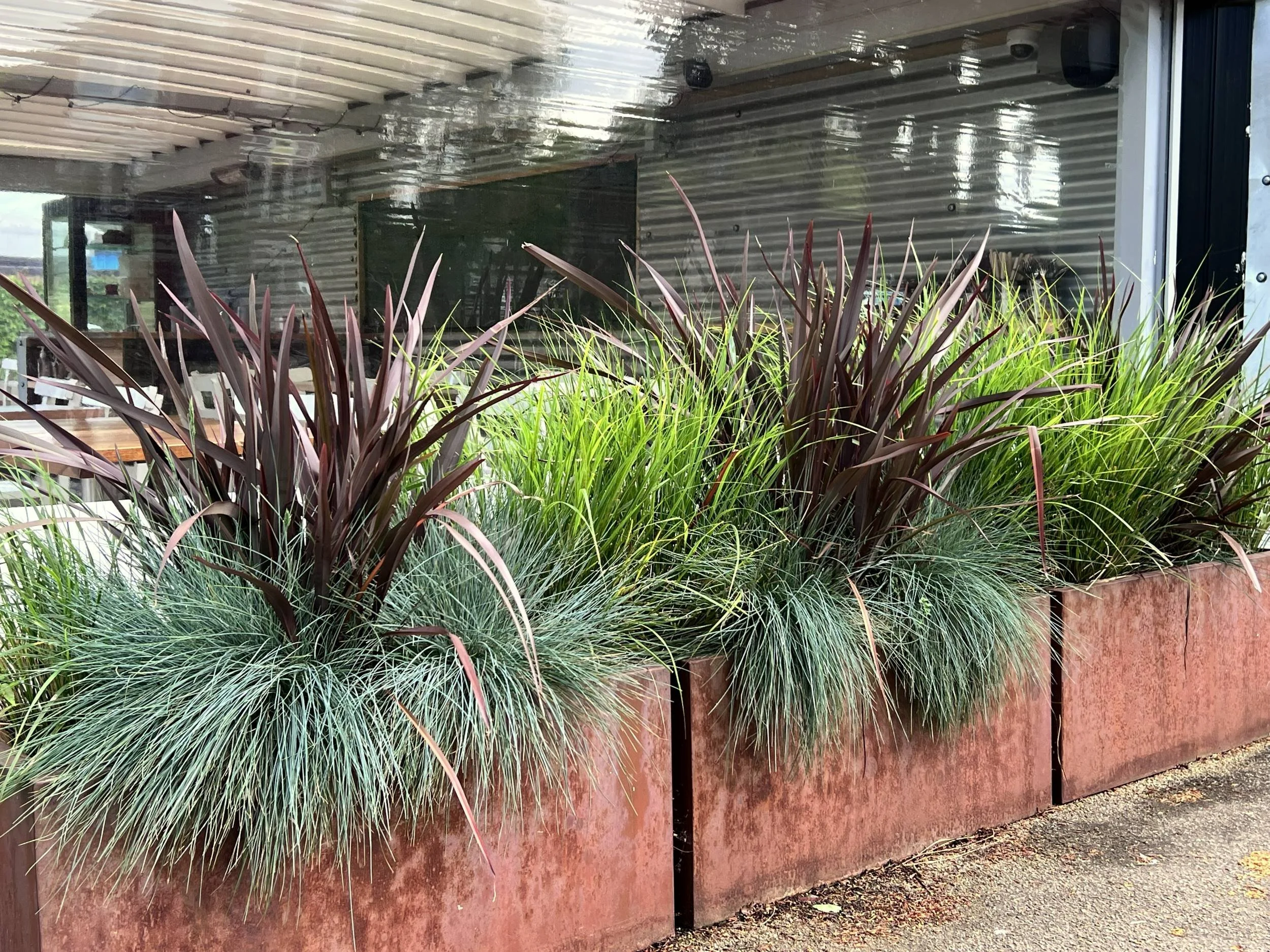 Phormium and Miscanthus in Corten steel planters along the frontage of Radnor Gardens Cafe, Twickenham