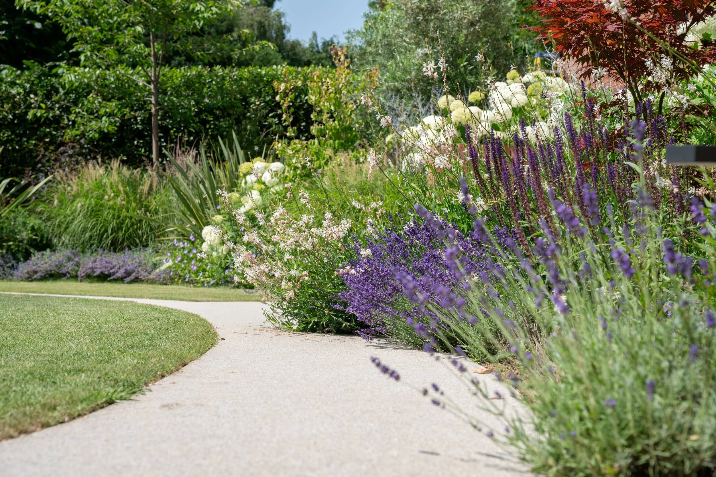 Leucanthemum flowering along the path edge in a Cobham planting scheme