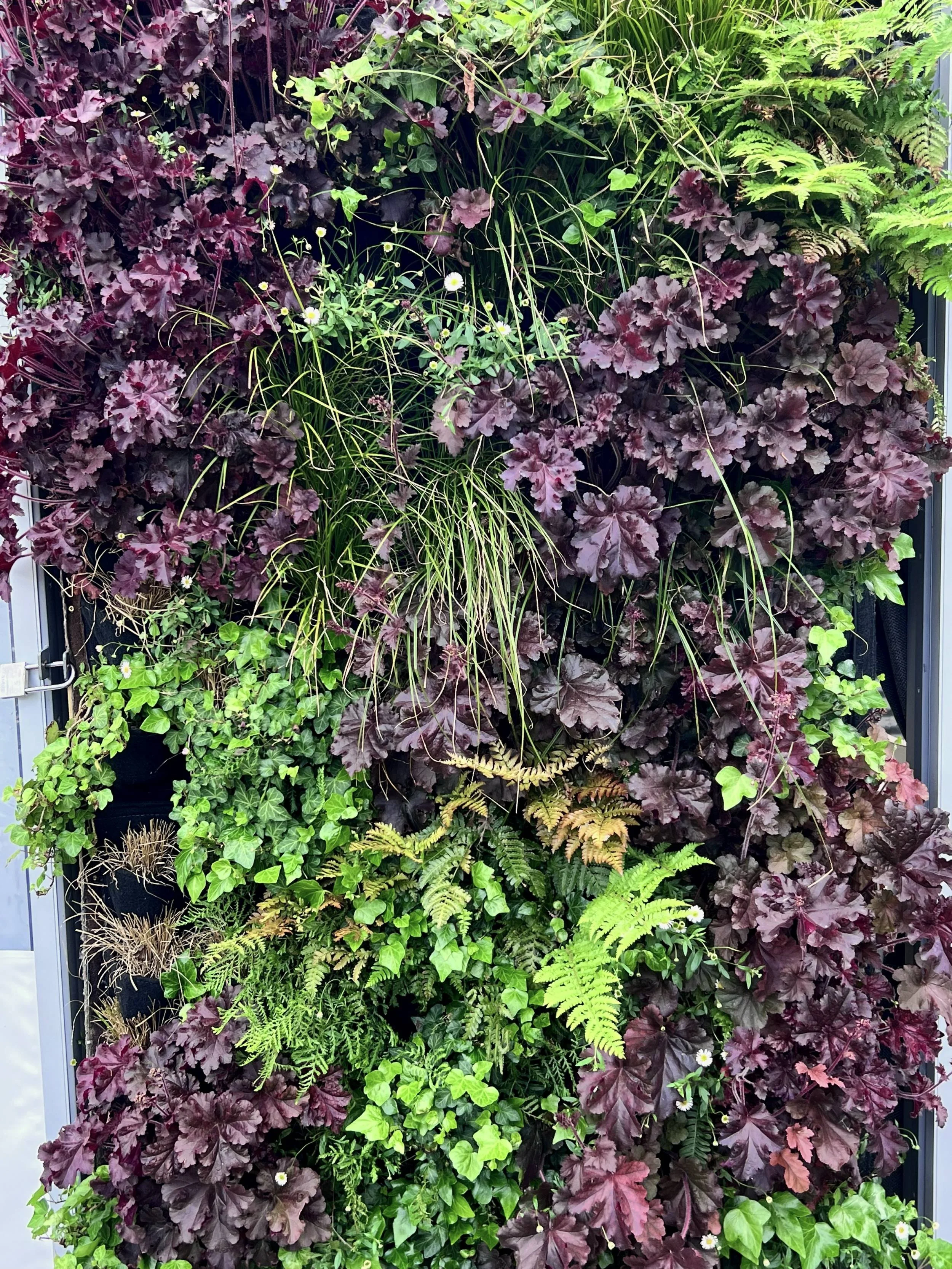 Close view of Heuchera, ferns, ivy and Erigeron in the Fytotextile fabric pockets of the living wall door at Radnor Gardens Cafe, Twickenham
