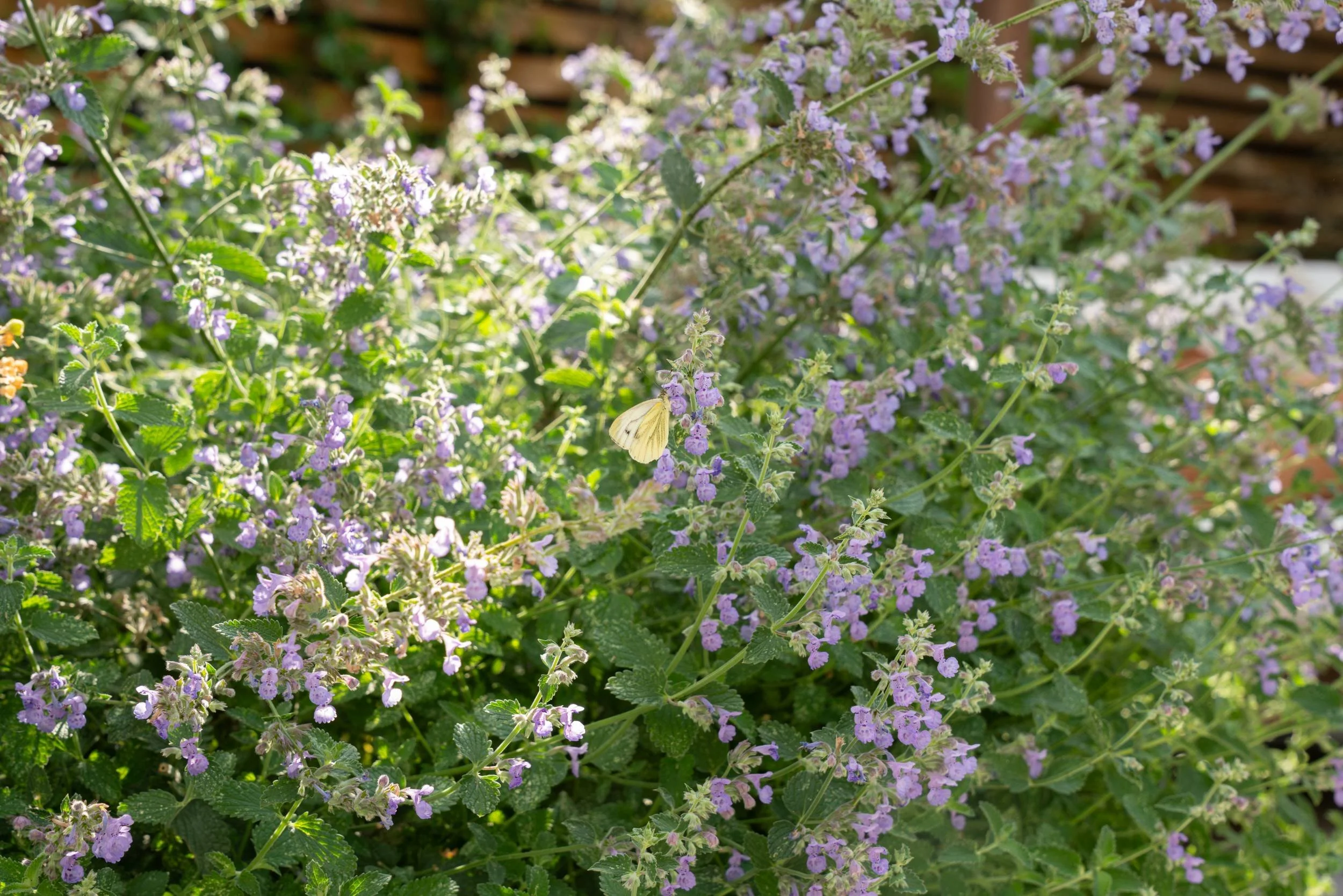 Nepeta in flower with a butterfly in a Cobham garden designed by Paul Studholme