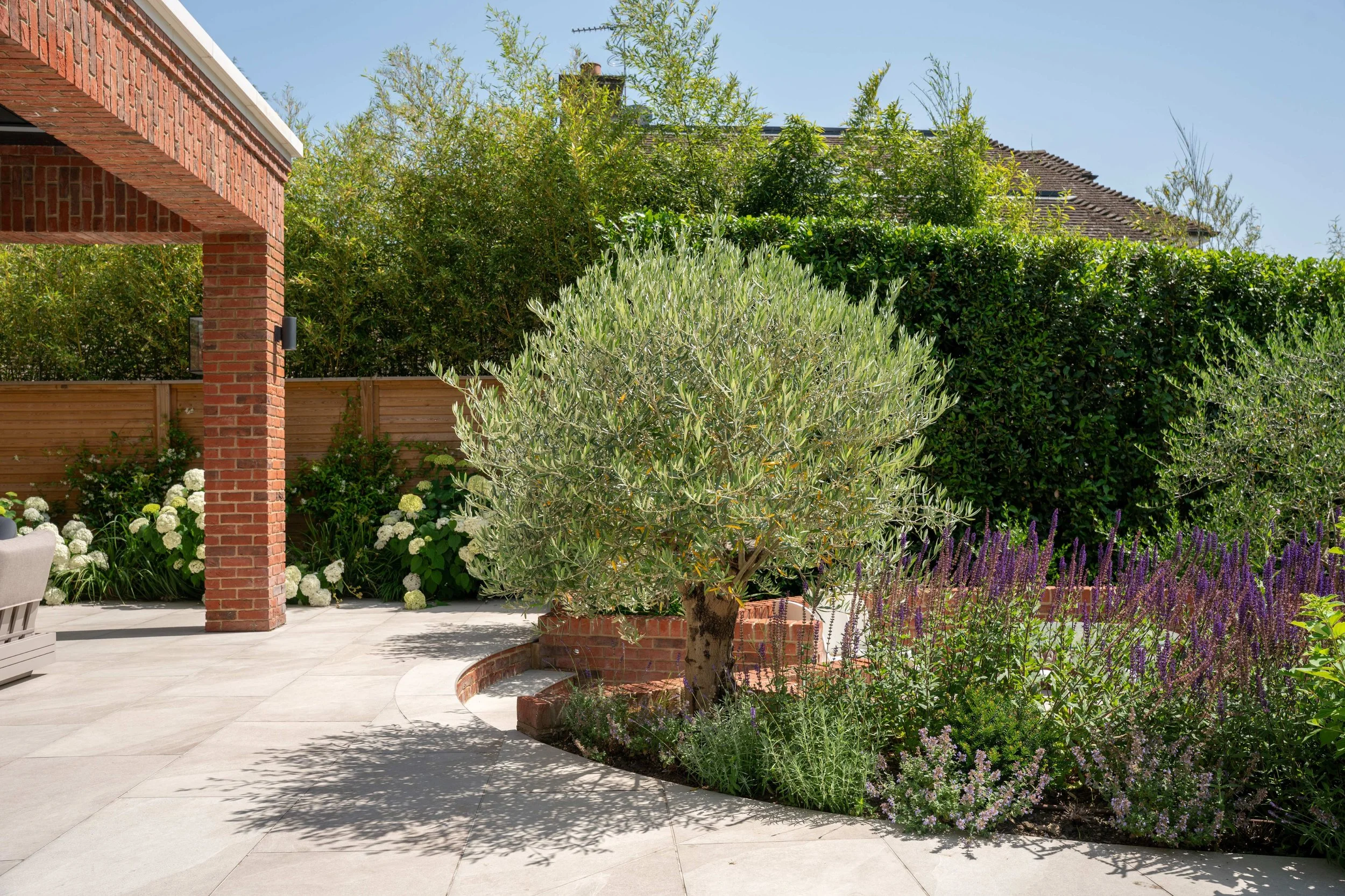 Specimen olive tree in a curved brick raised bed with Salvia, Nepeta and white Hydrangea at Harebell Hill, Cobham