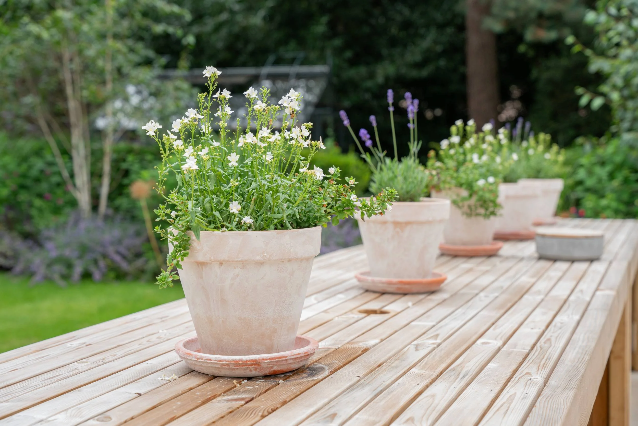 Terracotta pots on the outdoor dining table beside the pool, Weybridge family garden