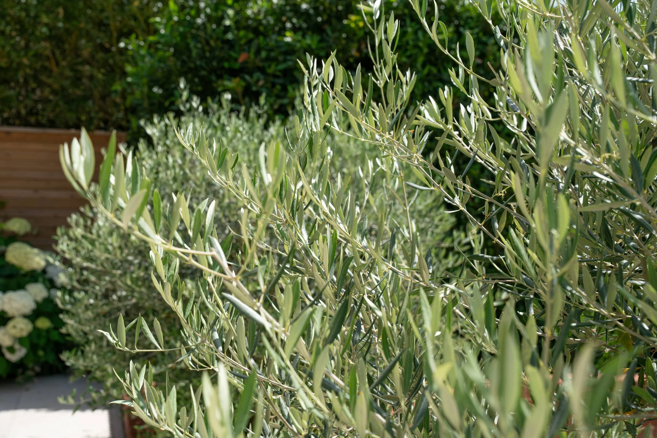 Olea europaea foliage above white Hydrangea arborescens 'Annabelle', Cobham