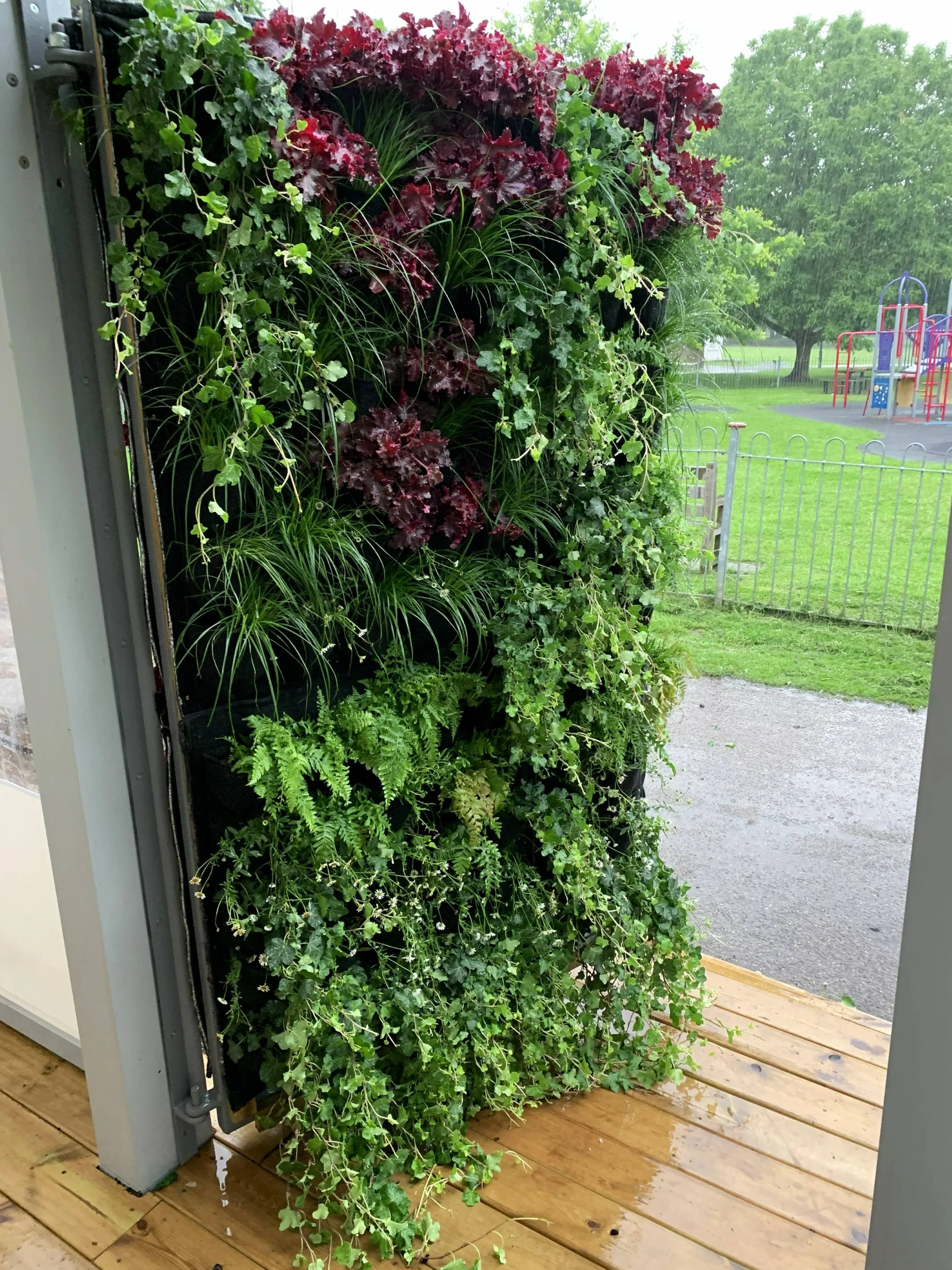 Living wall door planted with Heuchera, Carex and ferns at Radnor Gardens Cafe, Twickenham, looking out across Radnor Gardens