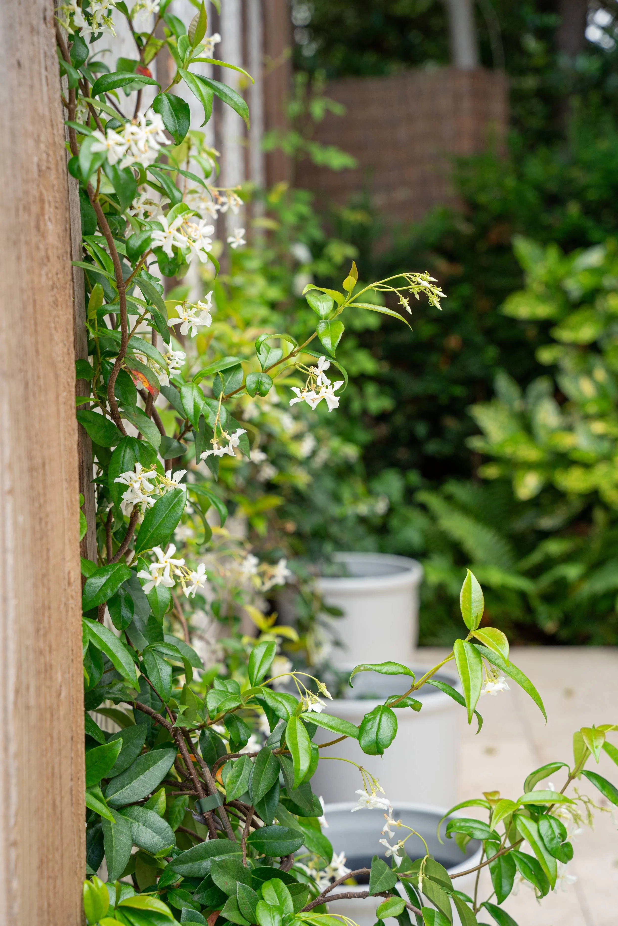 Trachelospermum jasminoides trained on a post, Weybridge family garden