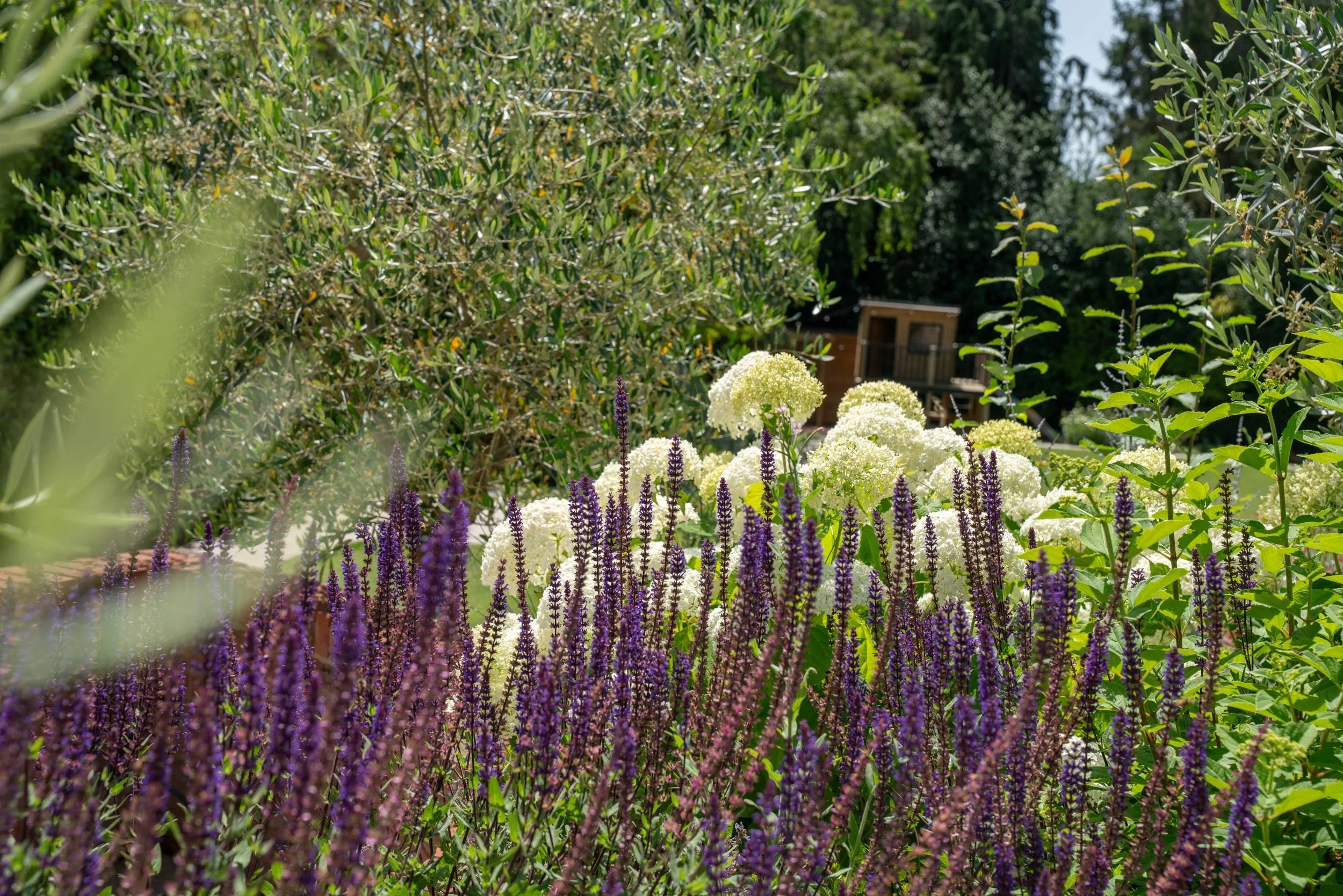 Geranium 'Rozanne' and Hydrangea arborescens 'Annabelle' in a raised bed, Cobham planting scheme