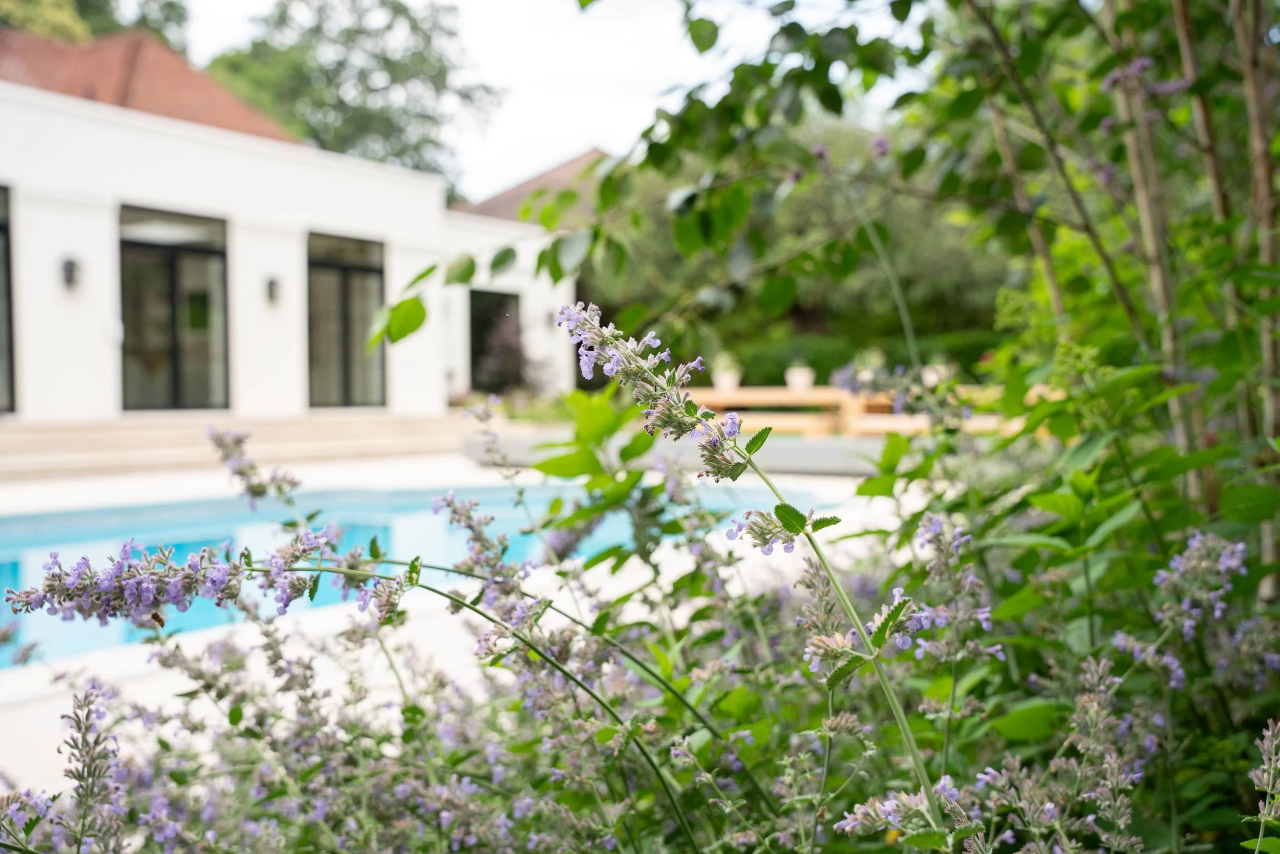 Nepeta in the foreground with the pool and house beyond, Weybridge family garden