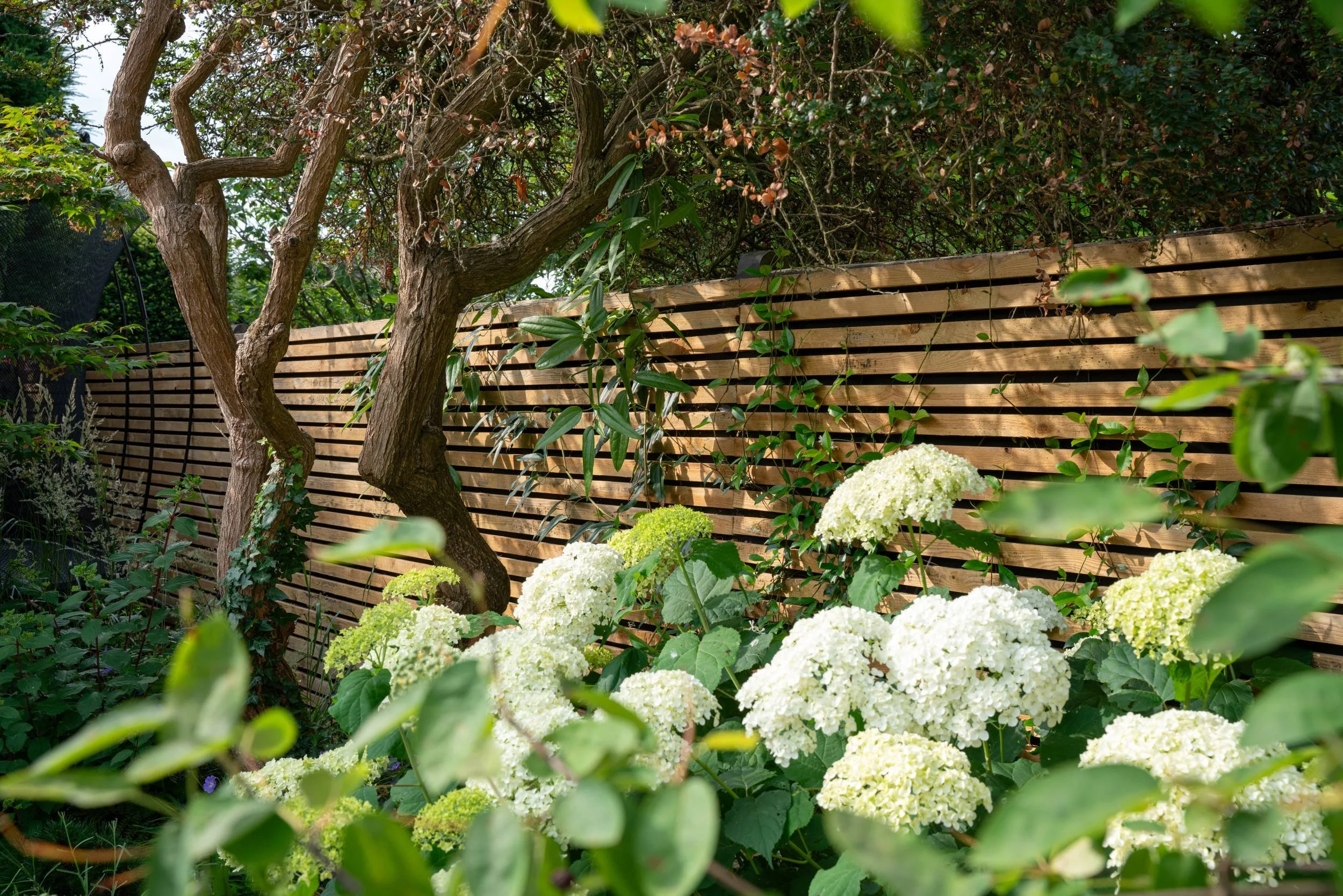 Arbutus unedo, the strawberry tree, over white Hydrangea in a small town garden in Cobham