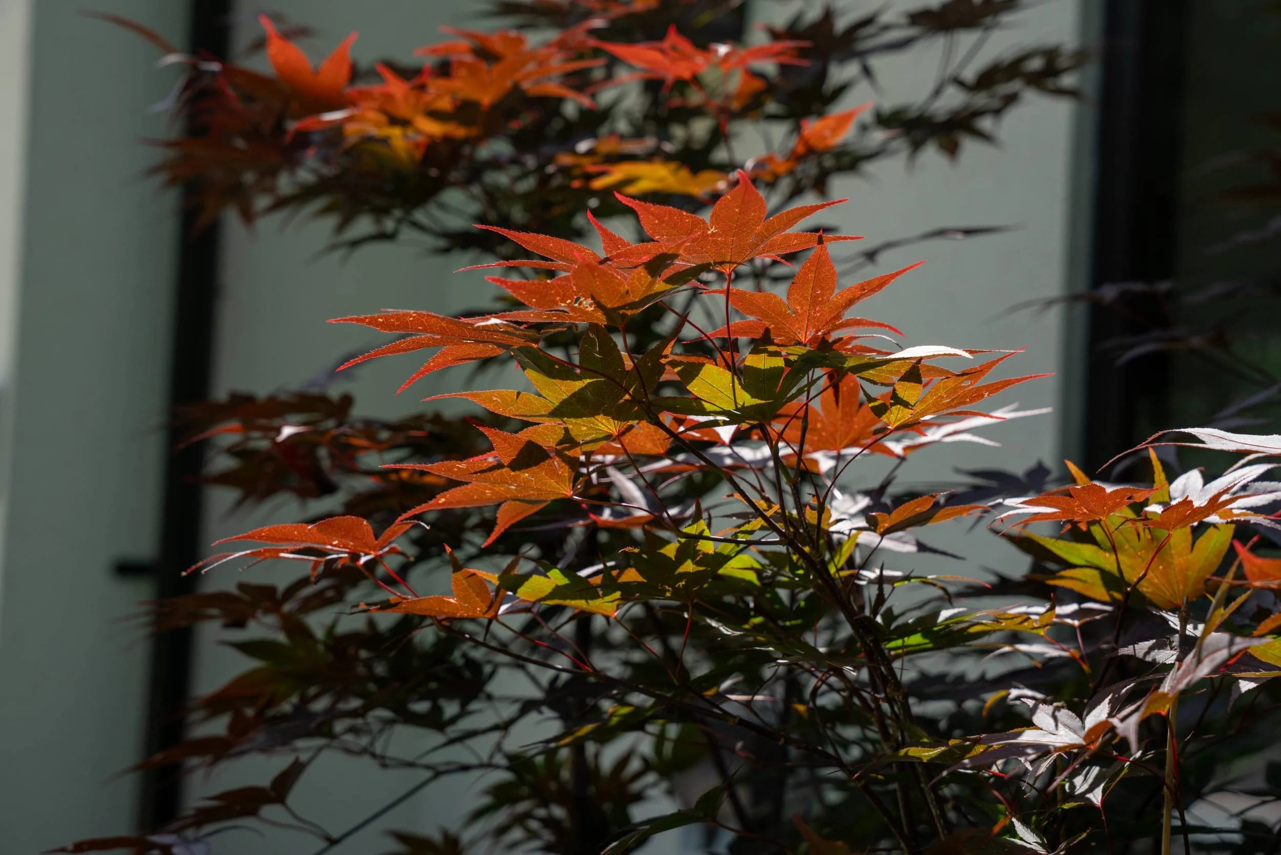 Acer palmatum 'Bloodgood' in the shaded planting by the house, Weybridge family garden
