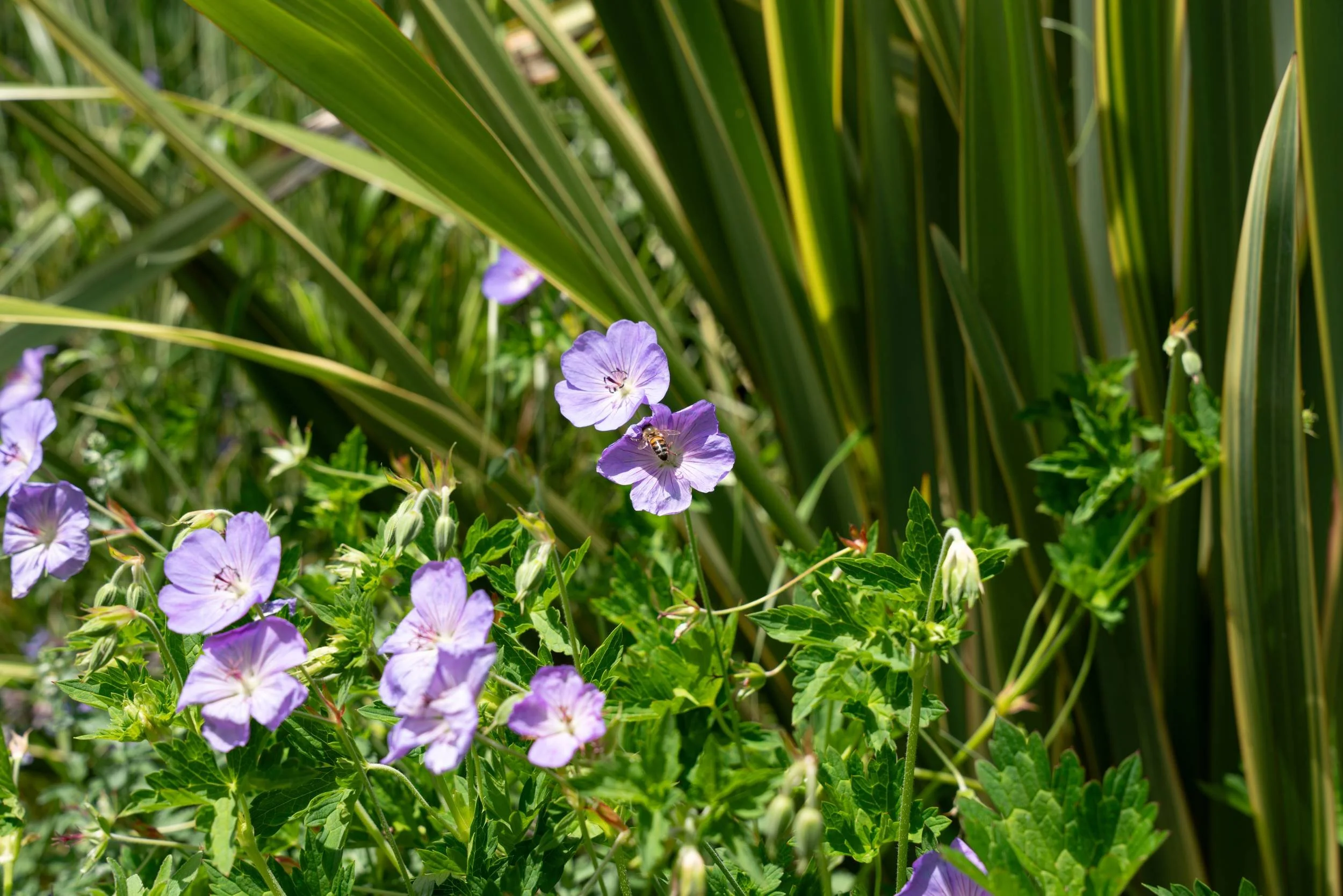 Geranium 'Rozanne' flowering through Phormium foliage in a Cobham
planting scheme