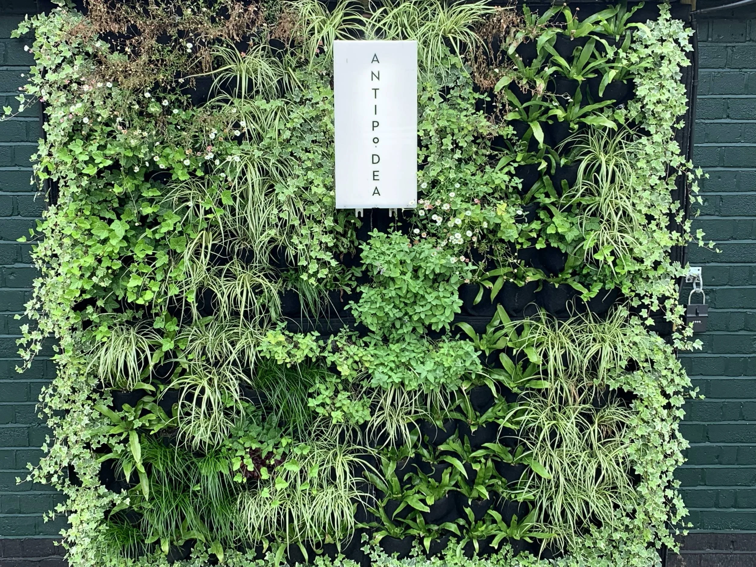 Living wall cladding the concrete side of the wartime gun emplacement at Radnor Gardens Cafe, Twickenham
