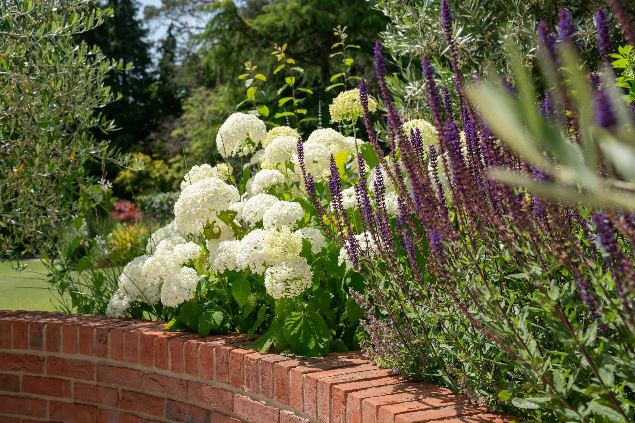 White Hydrangea arborescens 'Annabelle' flowering in a raised bed, Cobham planting scheme