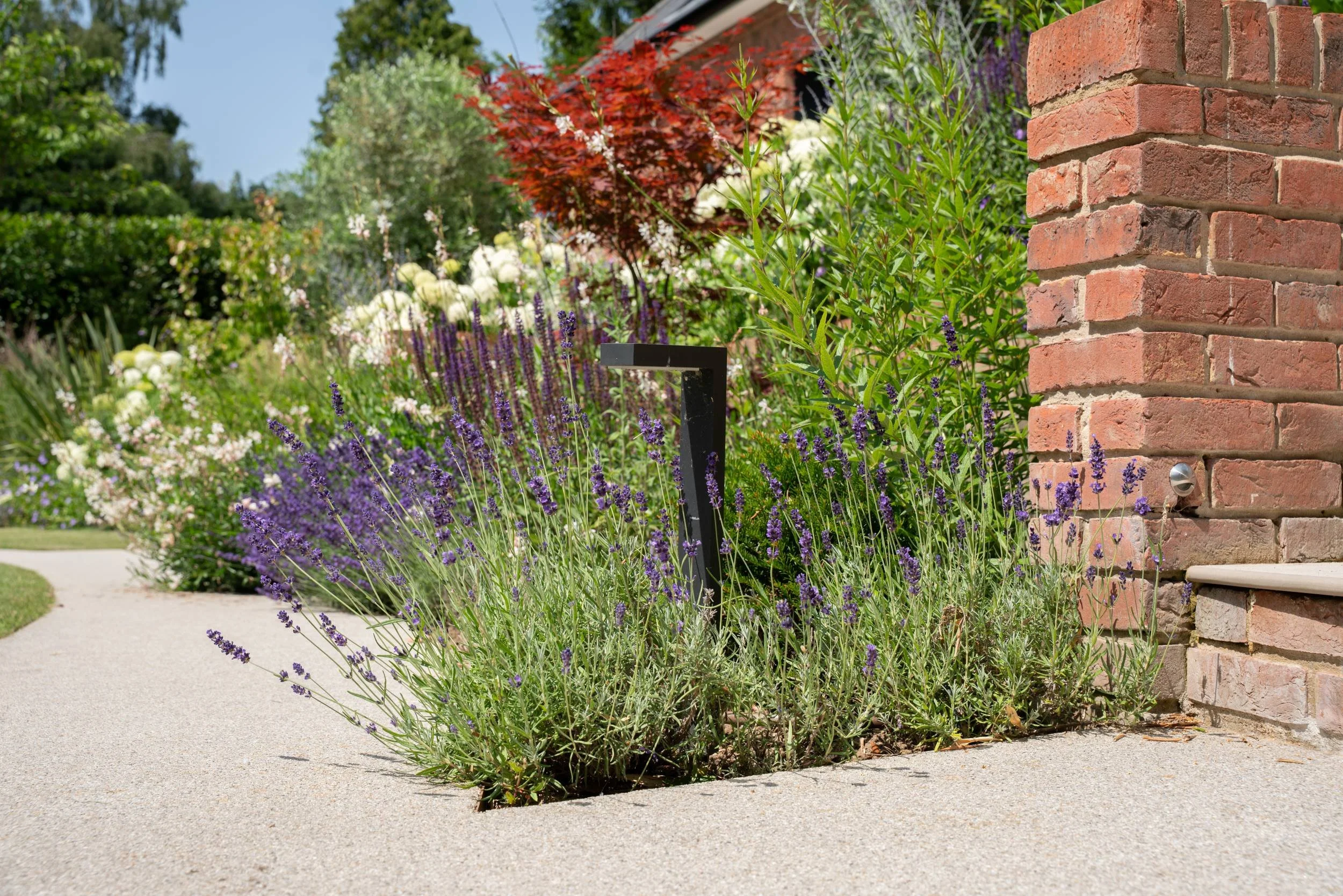 Phormium in flower against the raised brick beds in a Cobham garden planted by The Plant Hunter