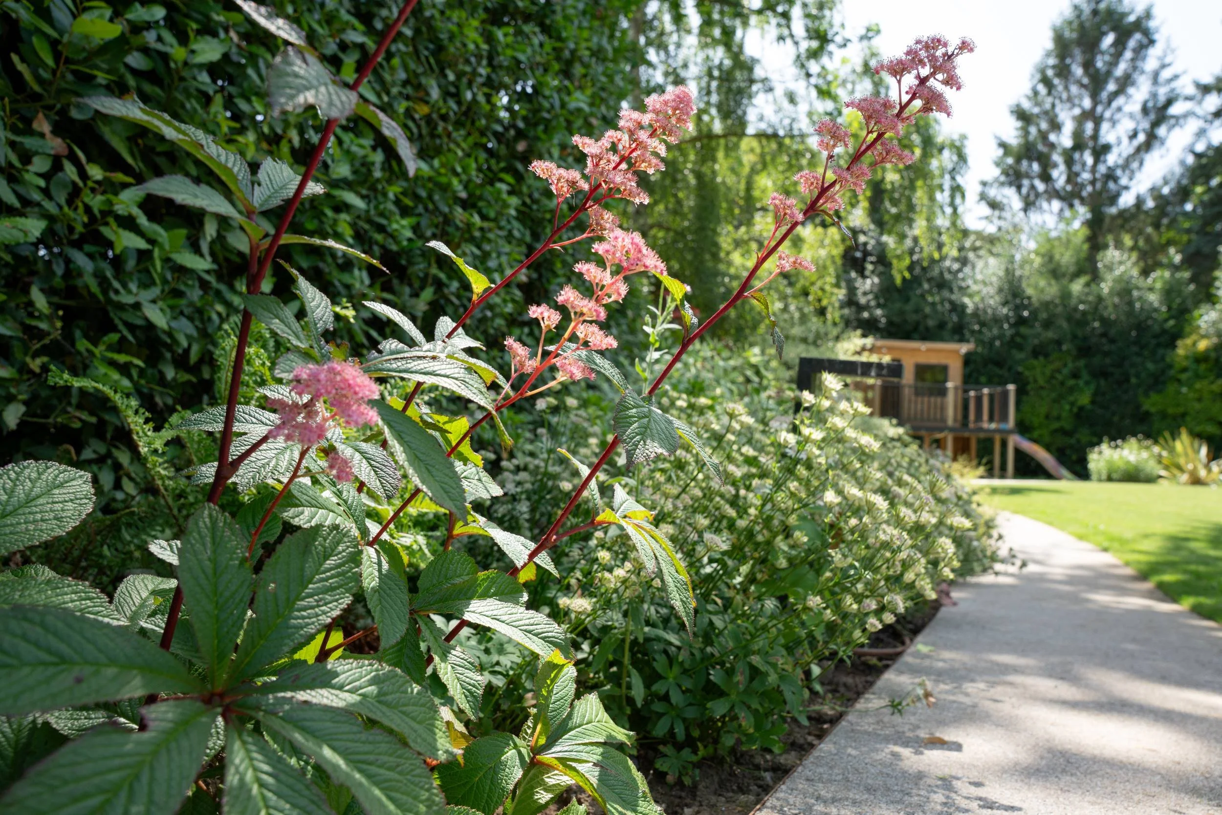 Rodgersia in flower above Astrantia along the path, Cobham