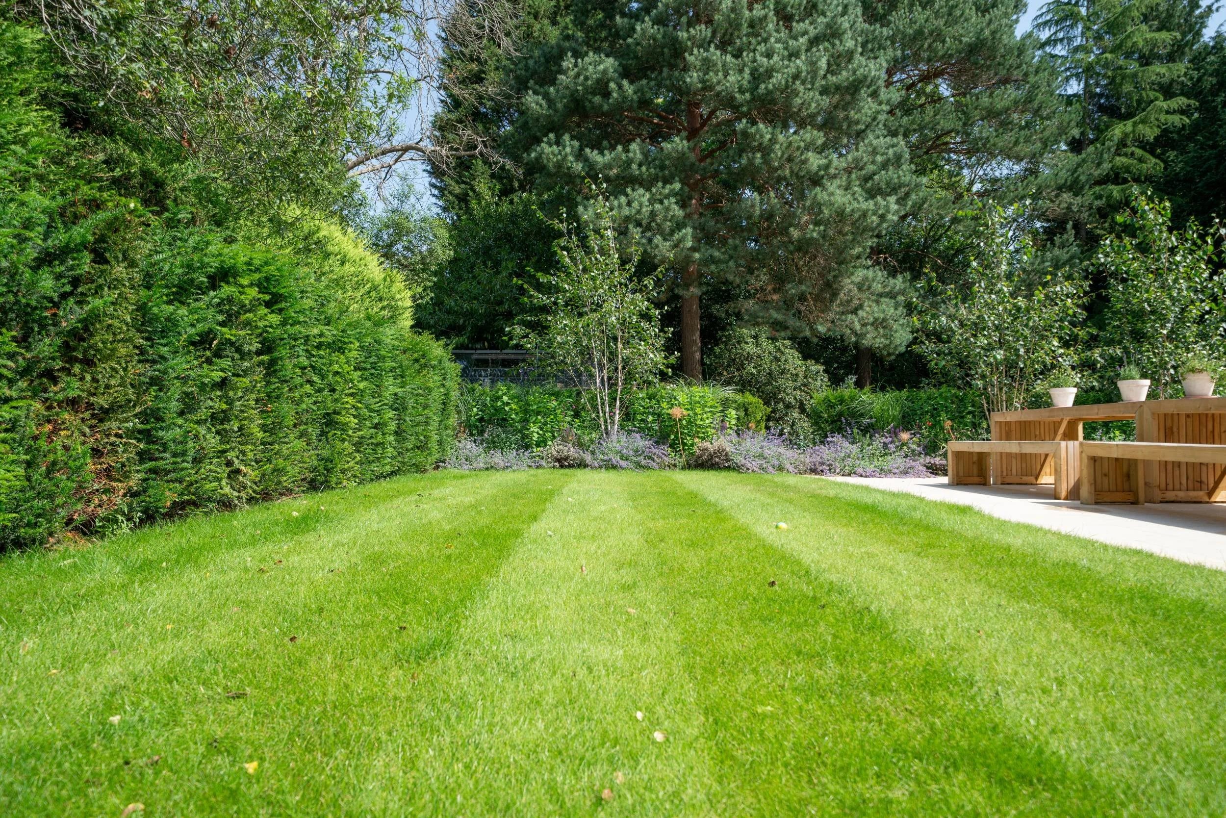 Hedged garden room with a new lawn leading to the pergola, Weybridge family garden