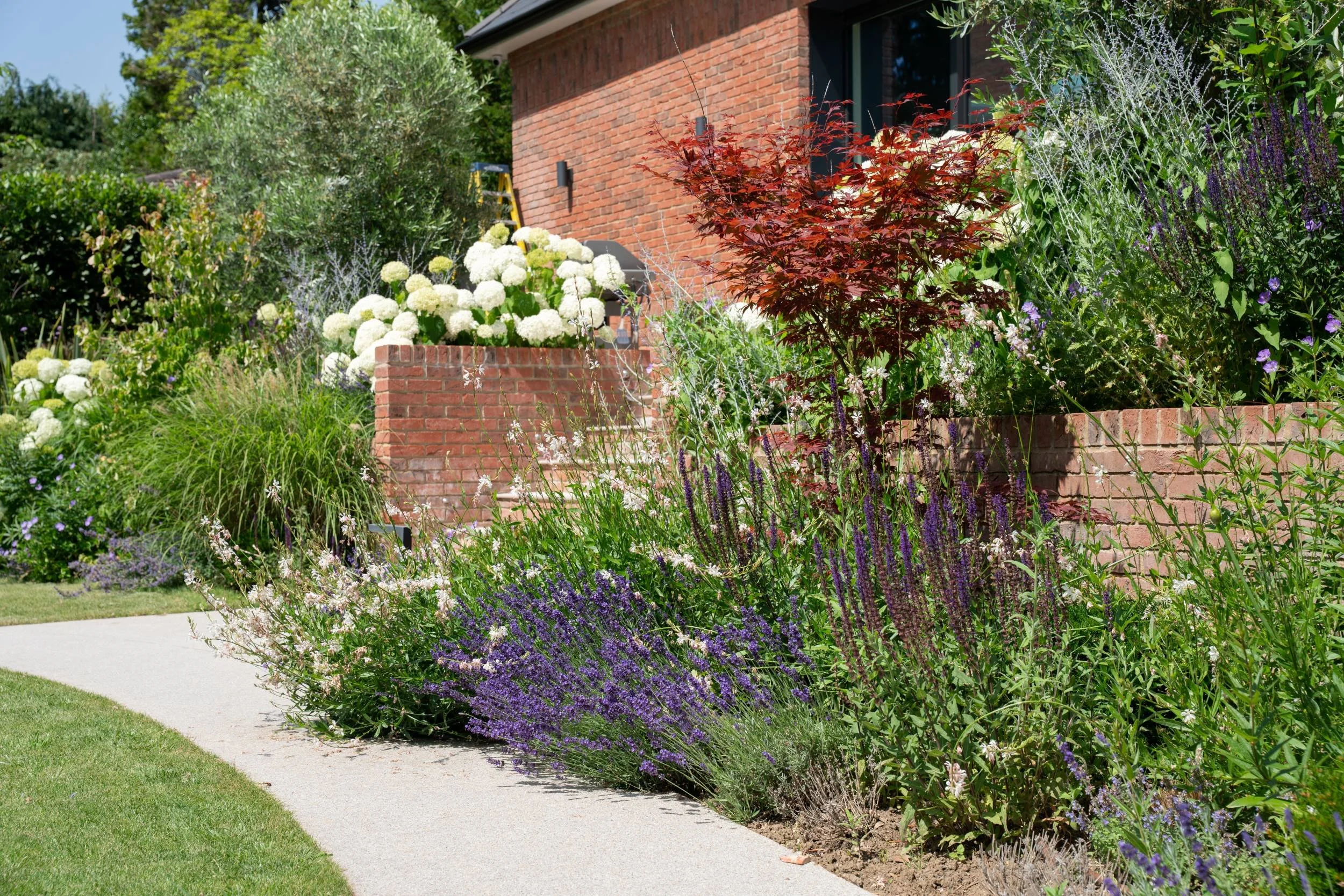 Hydrangea arborescens 'Annabelle', Salvia 'Caradonna' and lavender in raised brick beds beside the house, Cobham