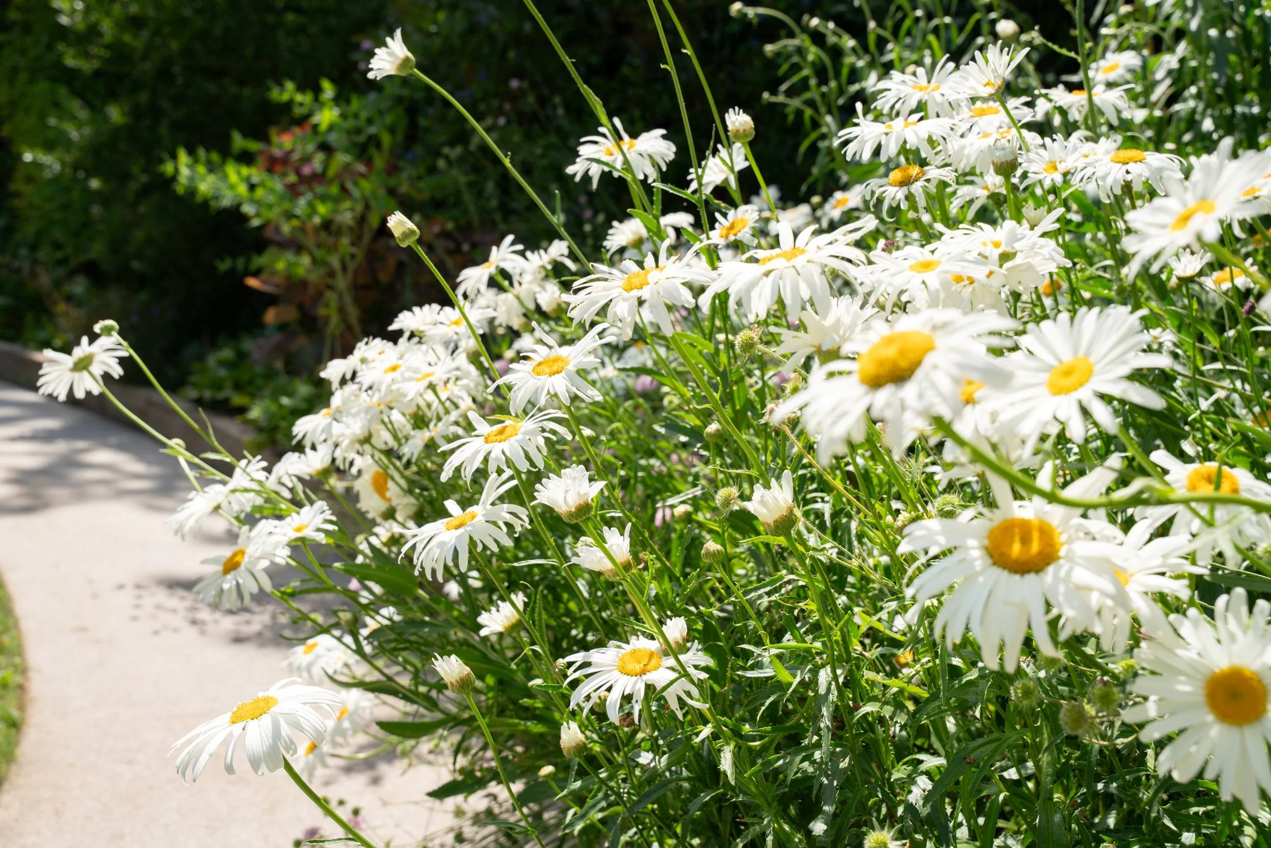 Leucanthemum in the border beside the path, Cobham planting scheme
