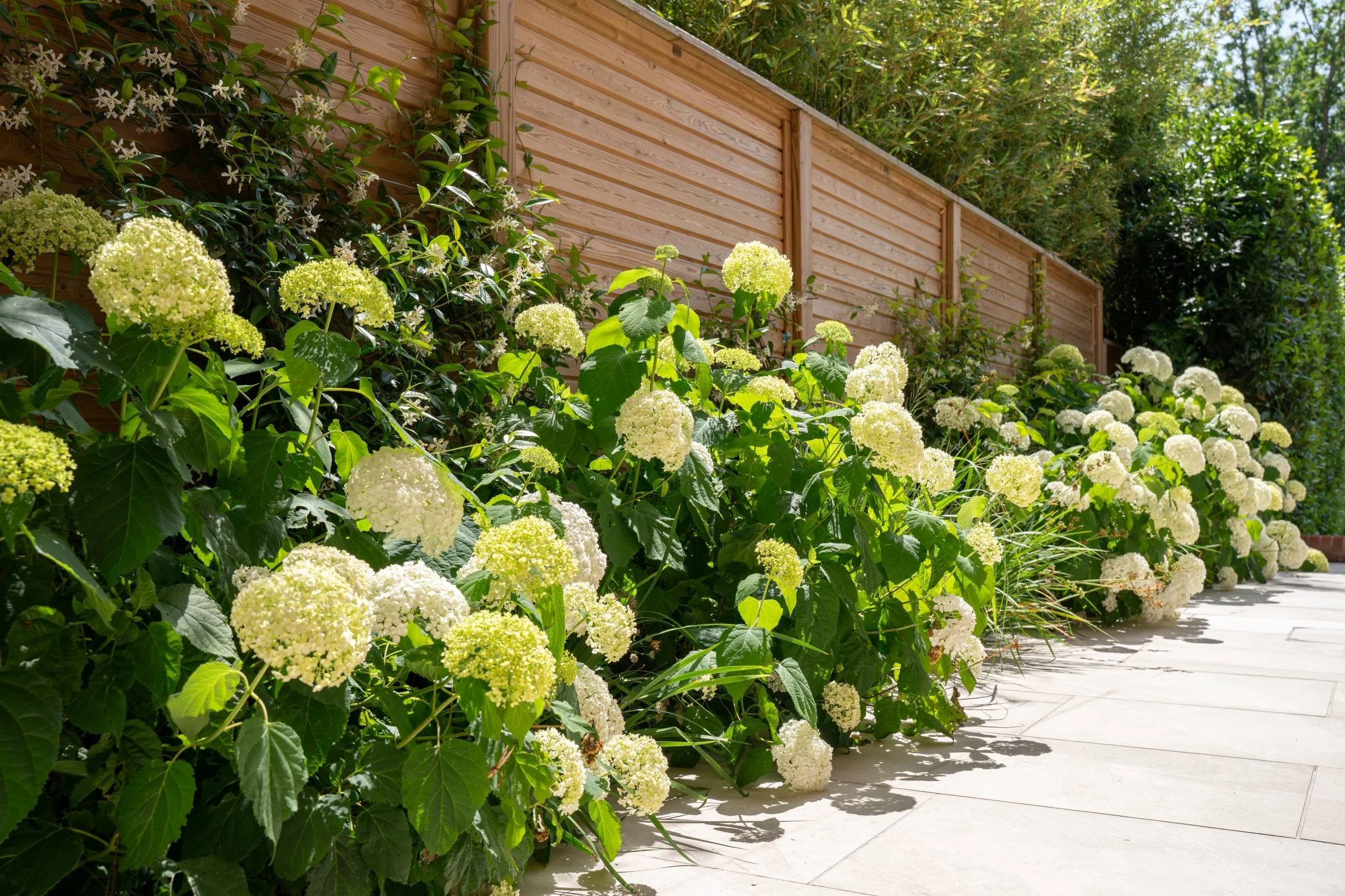 Ornamental grasses and Hydrangea arborescens 'Annabelle' along the boundary, Cobham