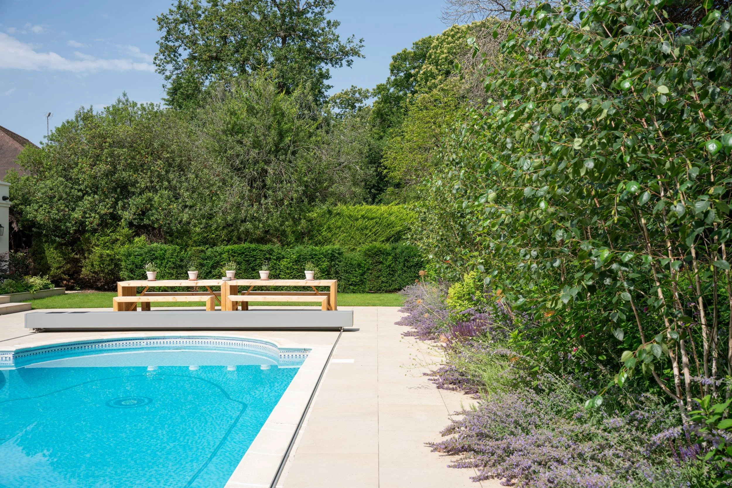 Multi-stem Betula utilis subsp. jacquemontii, Nepeta and Taxus hedging beside the pool, Weybridge family garden