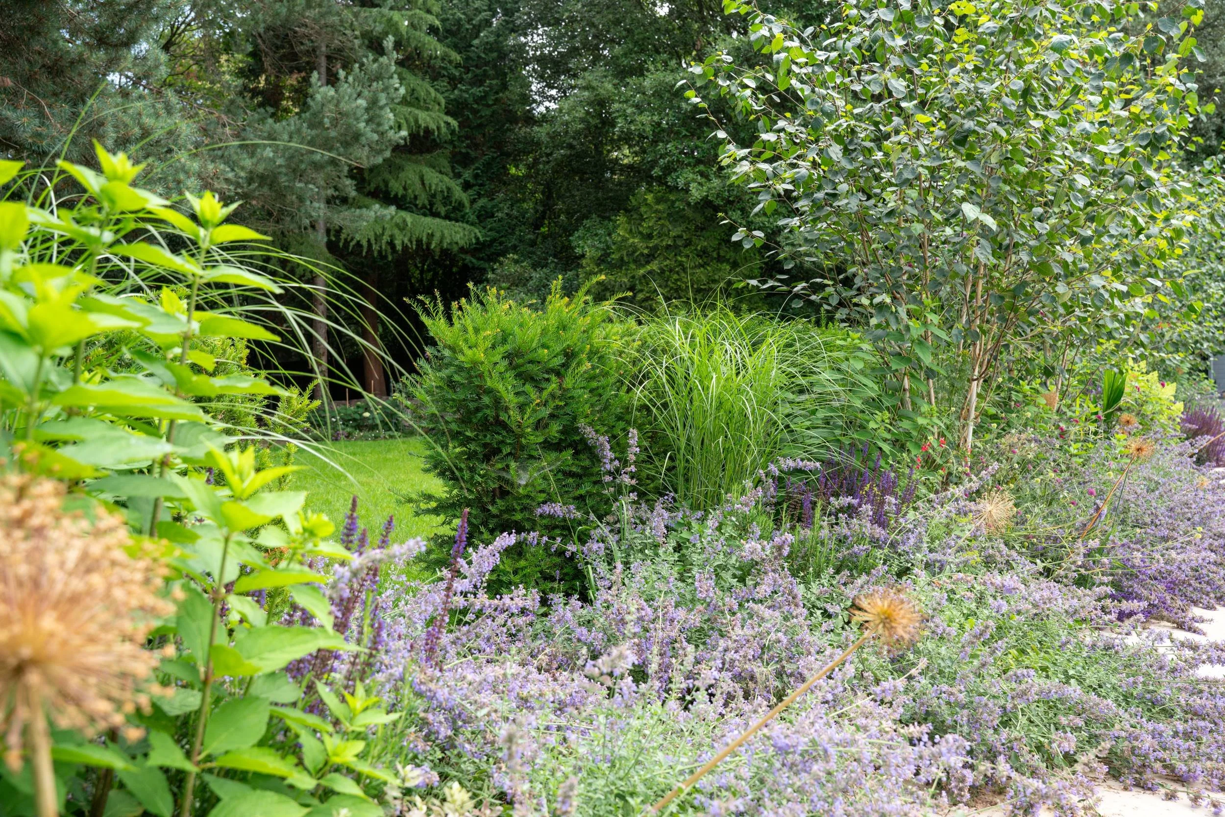 Multi-stem Betula utilis subsp. jacquemontii in the main bed with Nepeta beneath, Weybridge