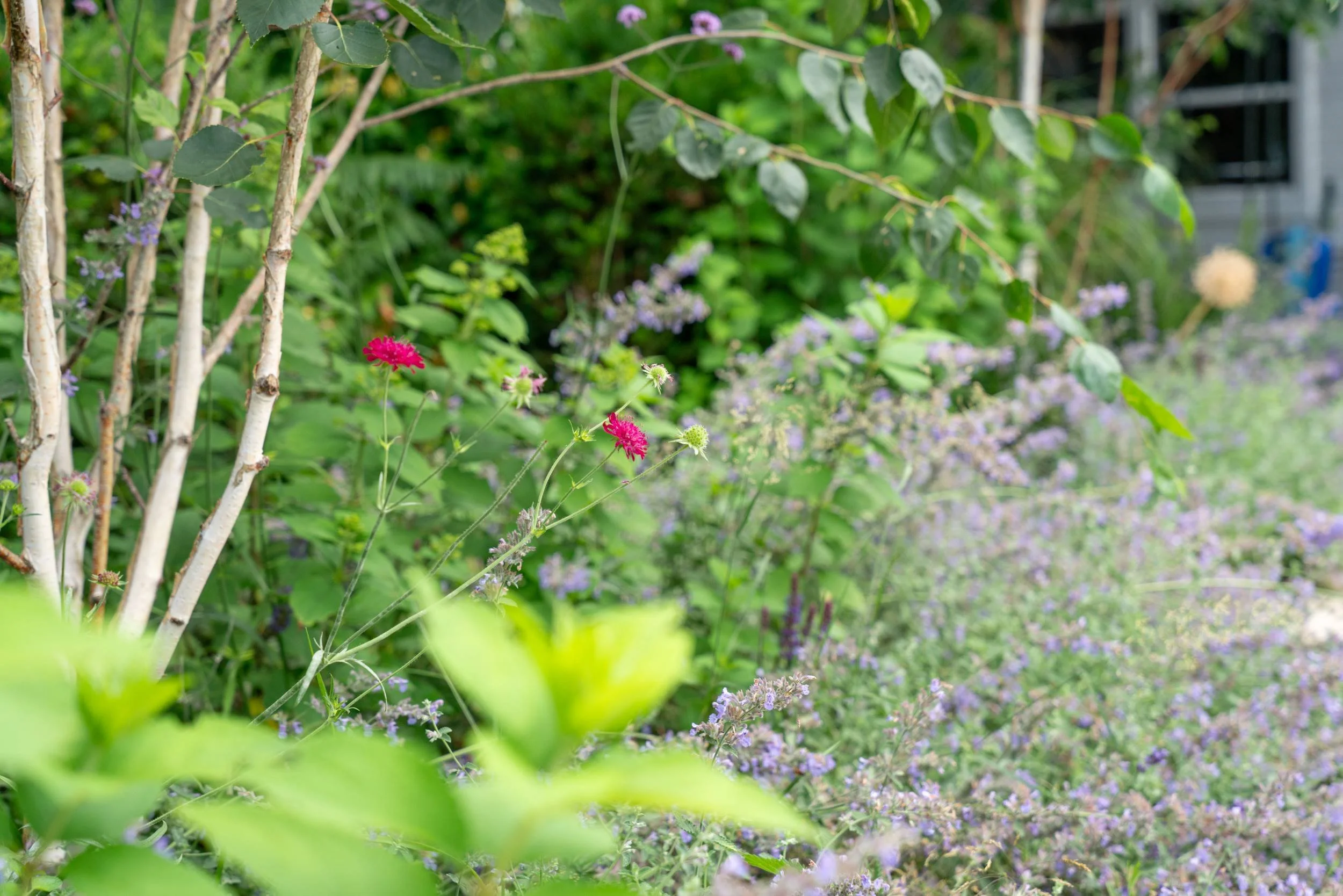 Multi-stem birch with Nepeta beneath, Weybridge family garden