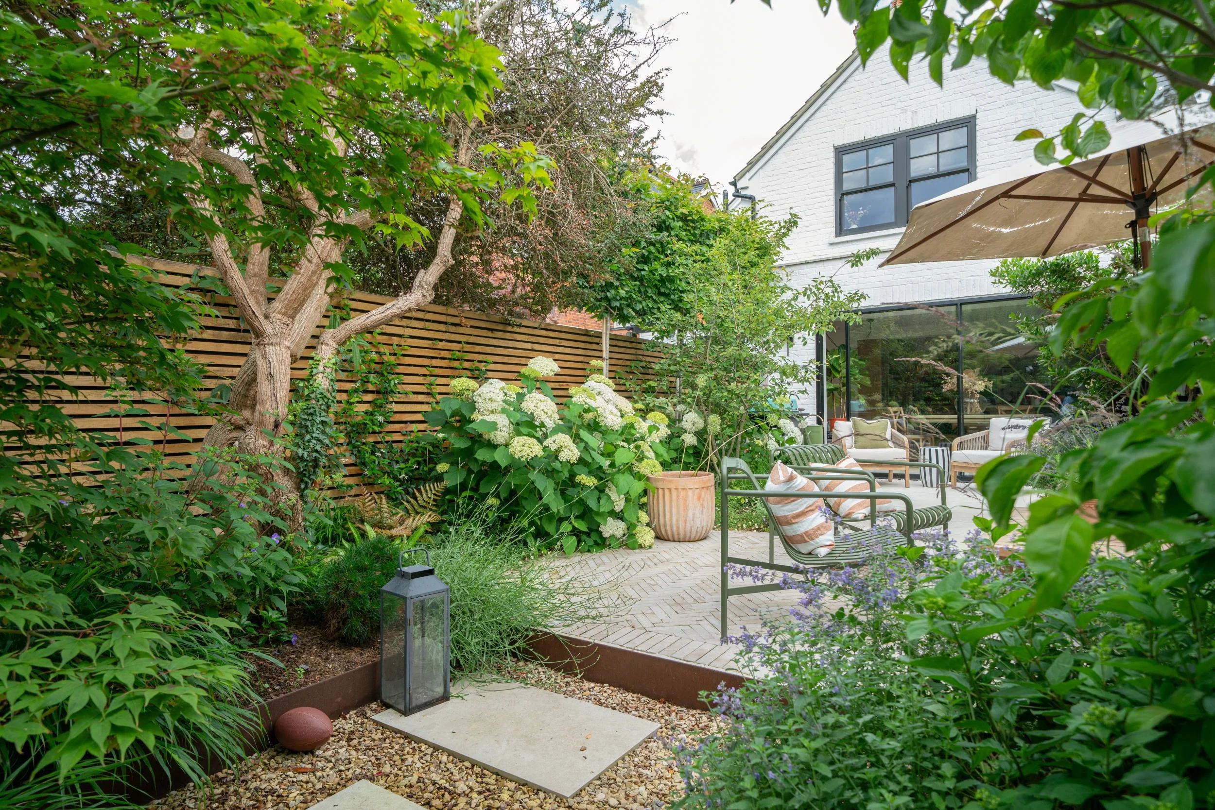 Looking back to the house across a small town garden in Cobham, with a feature tree over white Hydrangea beside the terrace
